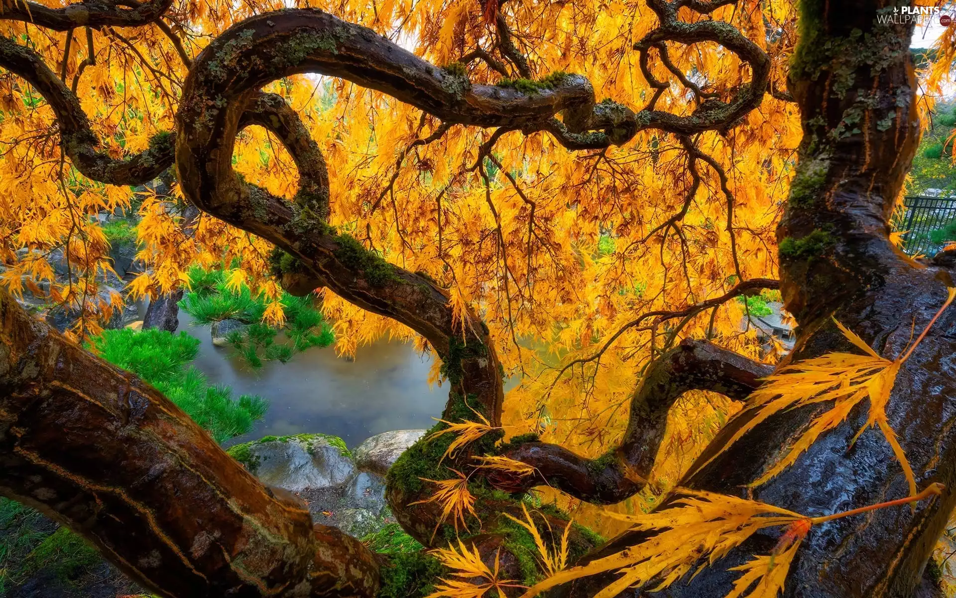 trees, River, Leaf, Maple Palm