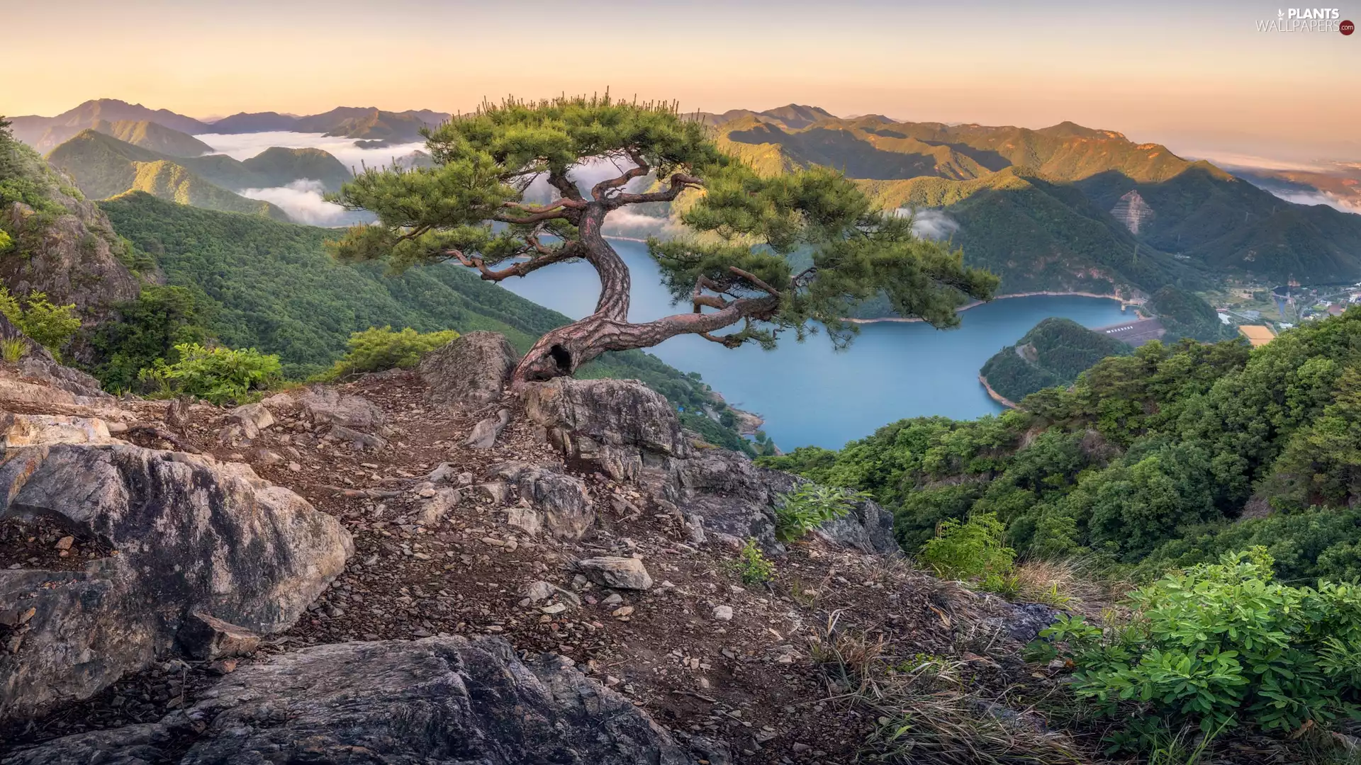 Mountains, rocks, pine, River