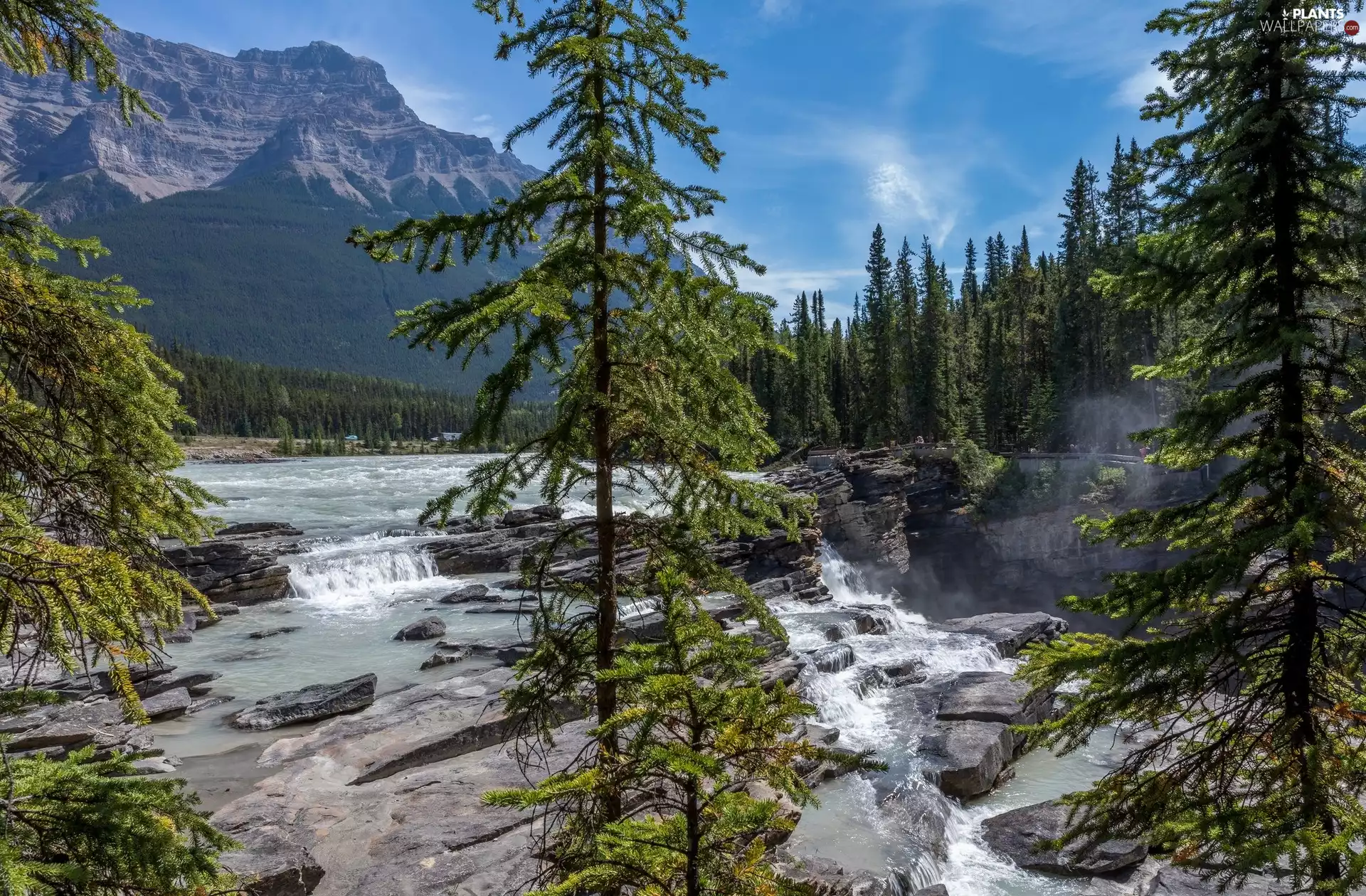Mountains, Spruces, rocks, River