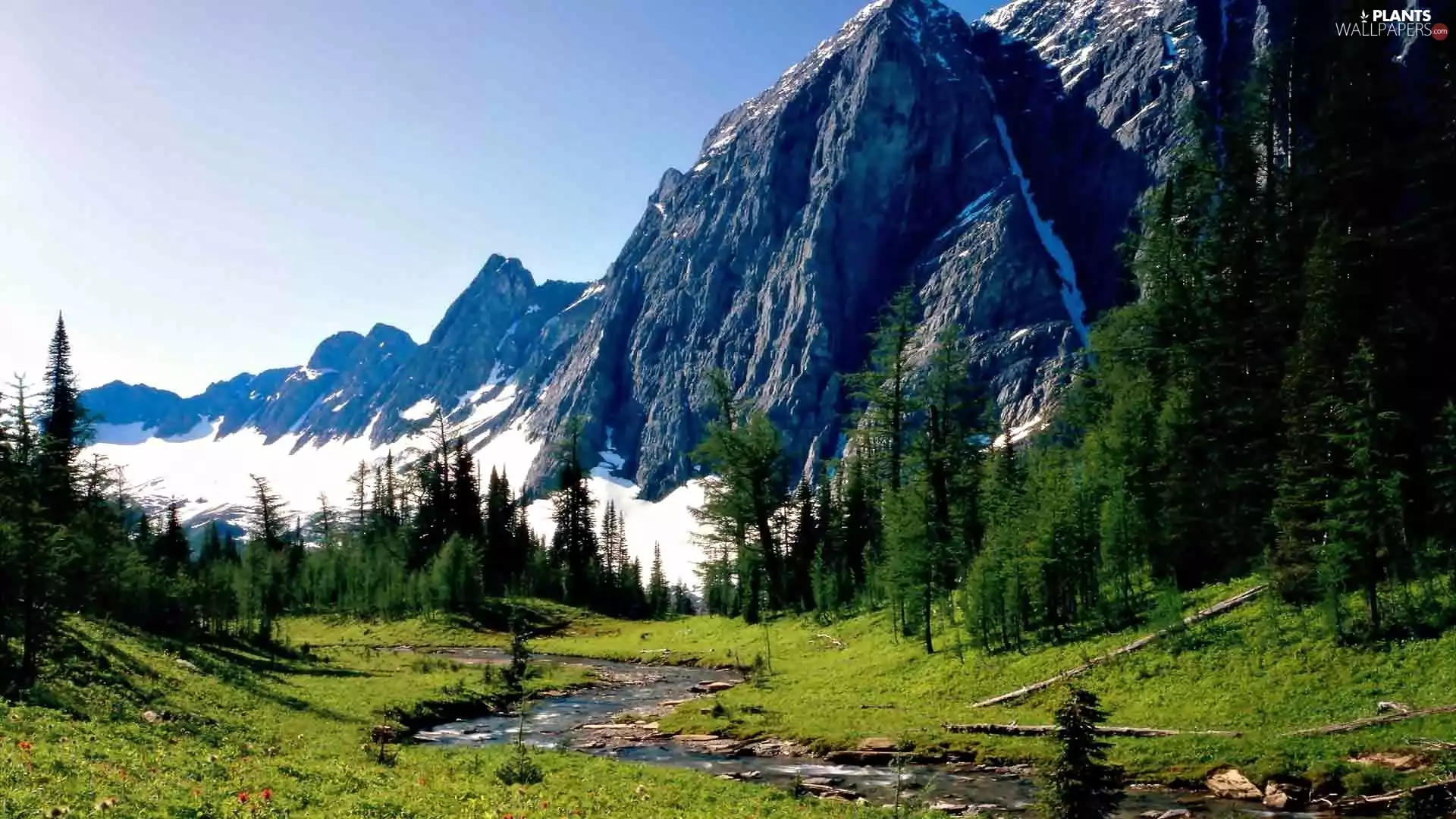 Mountains, Meadow, Spruces, River