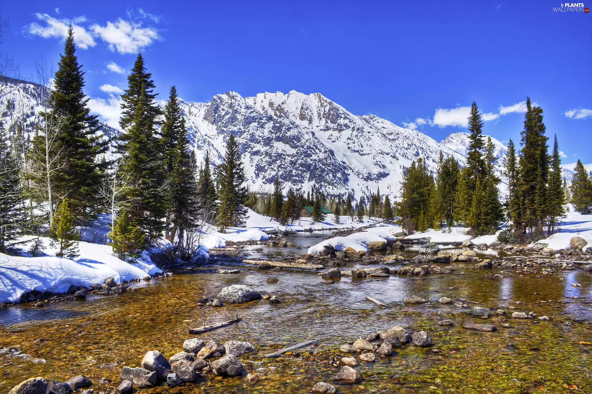 Mountains, snow, Spruces, River