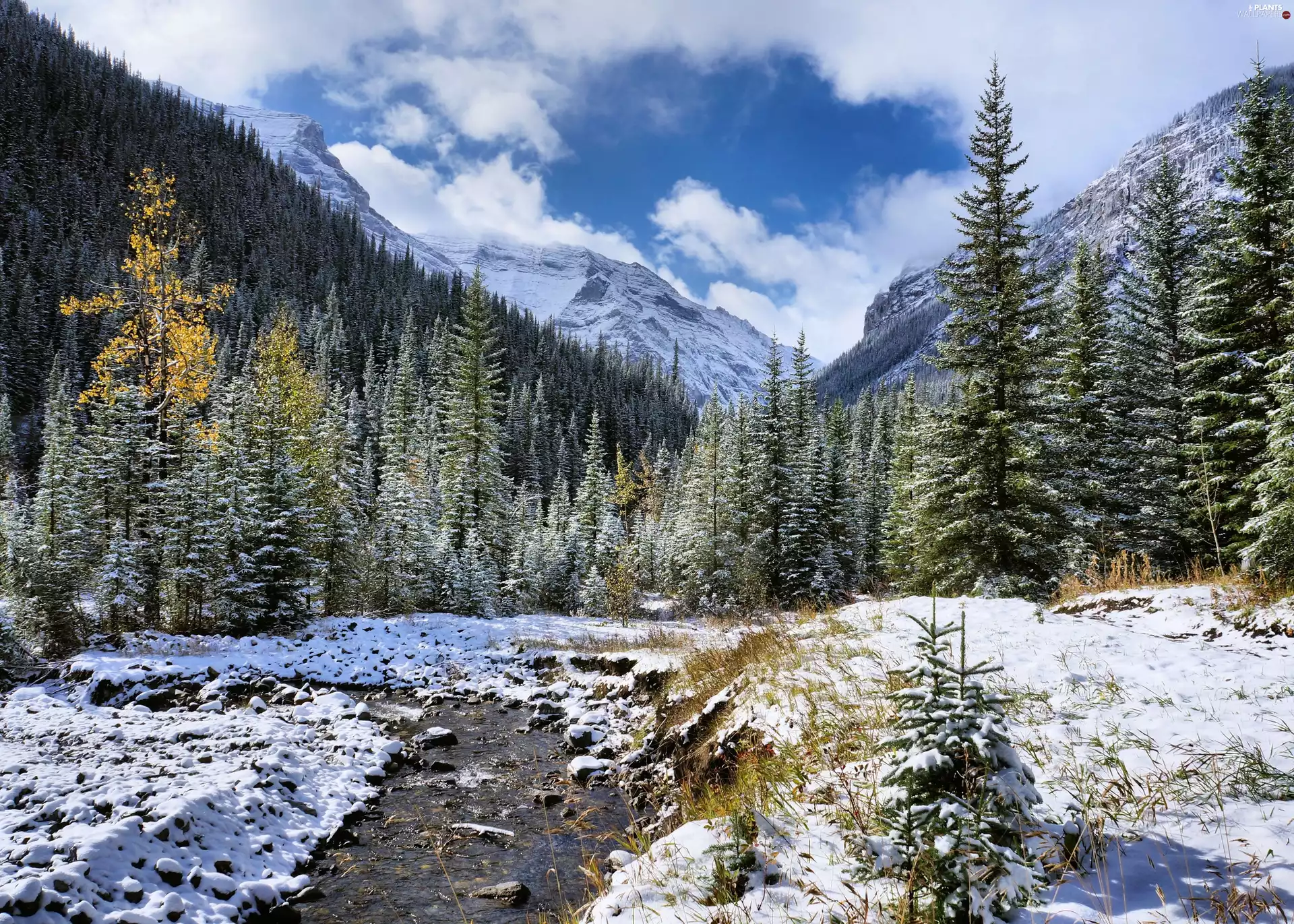 Mountains, winter, Spruces, River