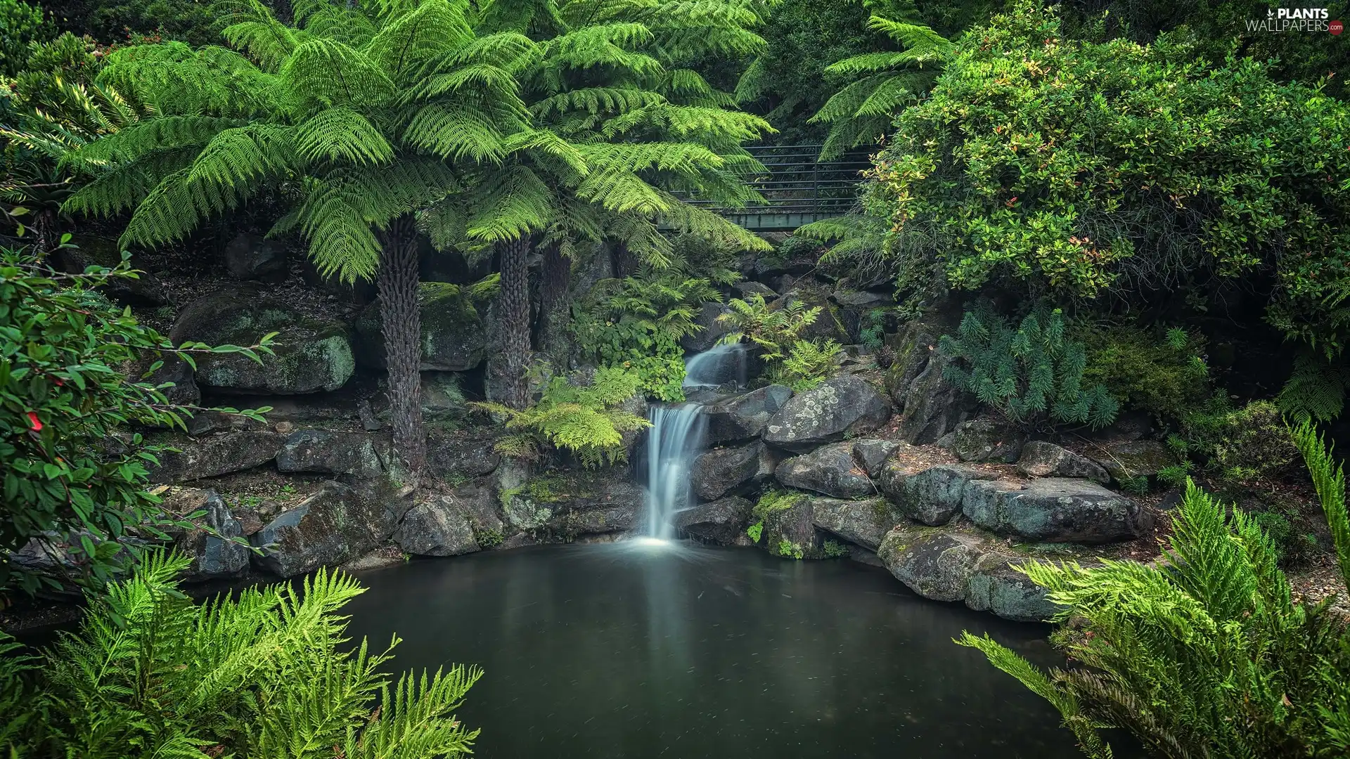 trees, rocks, National Park of the Blue Mountains, Plants, River, viewes, Australia