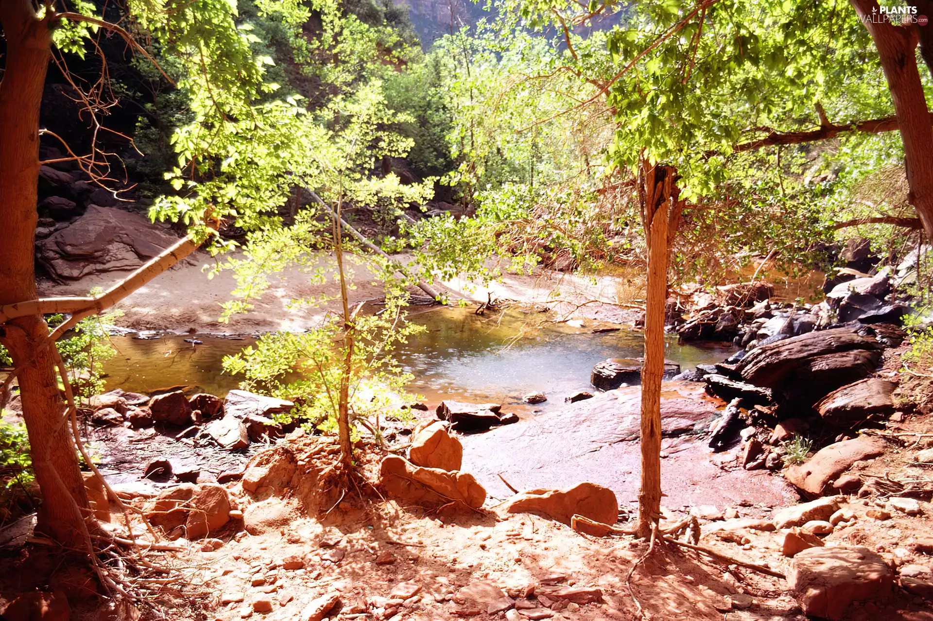 River, The United States, trees, viewes, Stones, Zion National Park