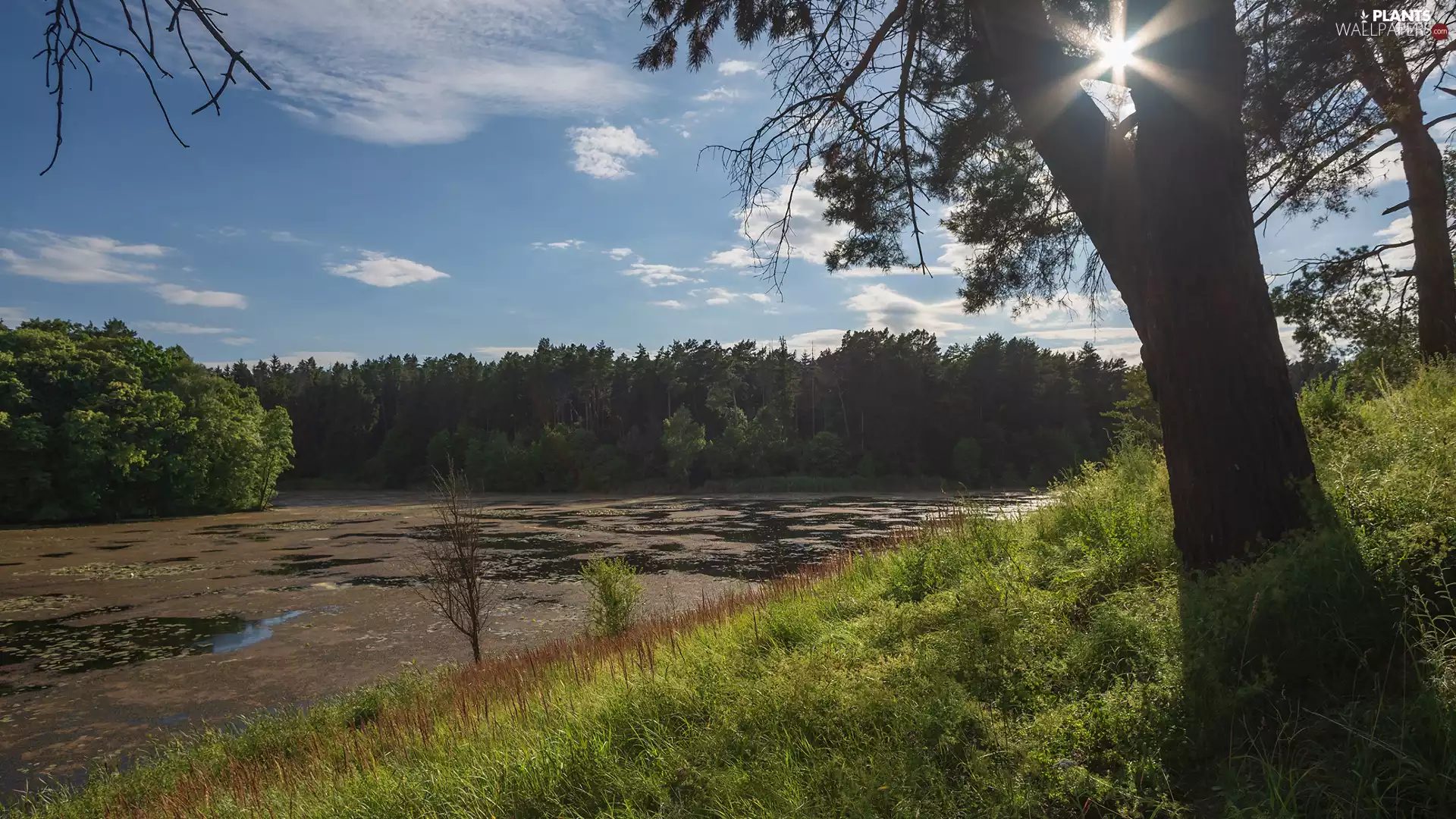 grass, rays of the Sun, trees, viewes, River