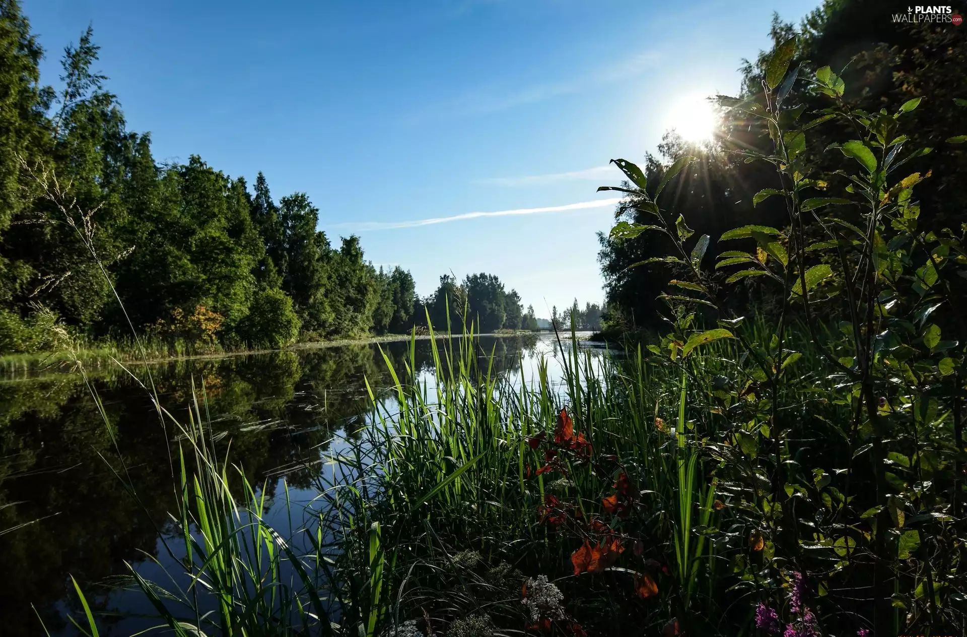 Plants, rays of the Sun, trees, viewes, River