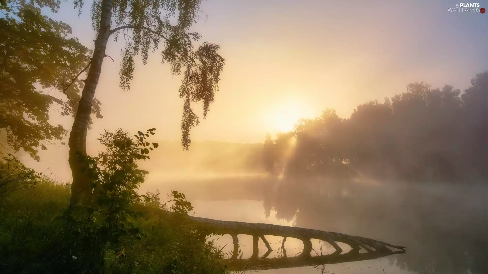 River, Sunrise, trees, viewes, Fog, rays of the Sun
