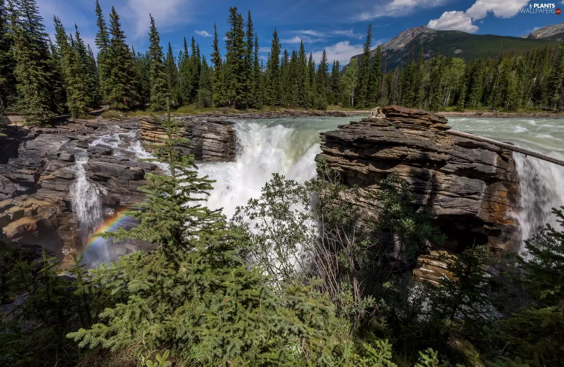 Jasper National Park, Athabasca Waterfall, Spruces, Athabasca River, Great Rainbows, Province of Alberta, Canada, rocks
