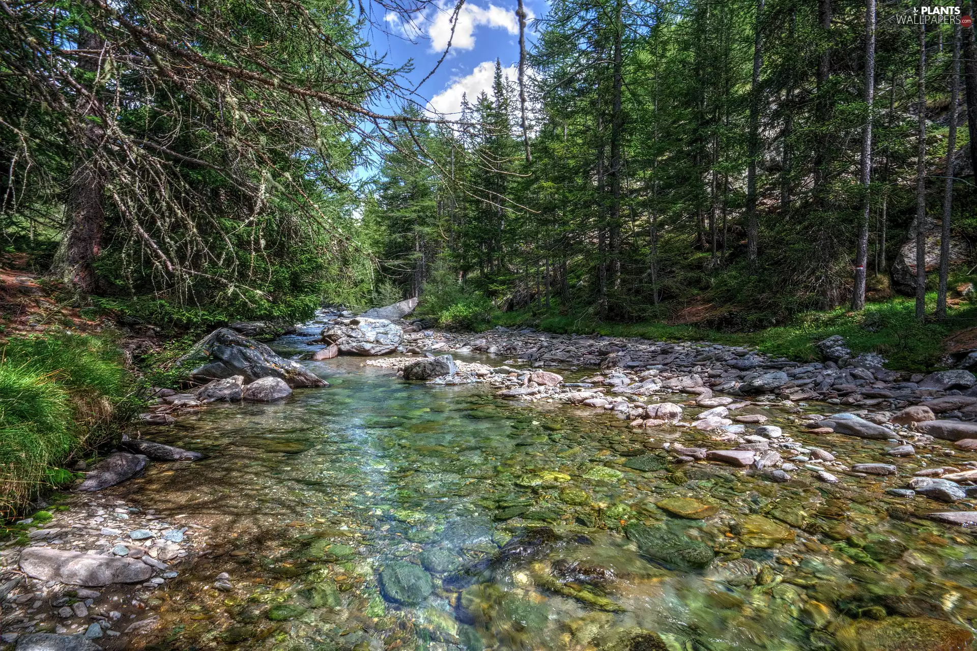 viewes, green ones, River, Stones, forest, trees
