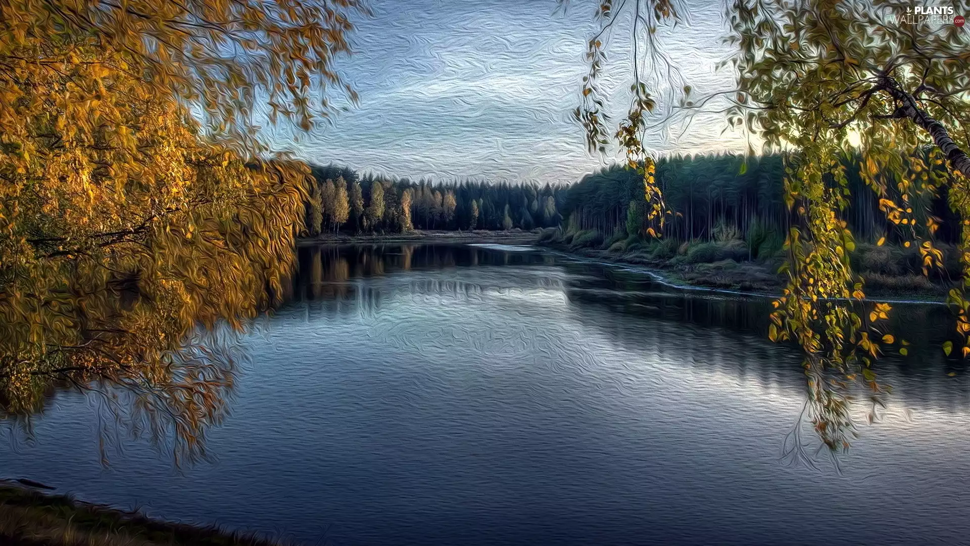 branch pics, Leaf, River, forest, picture