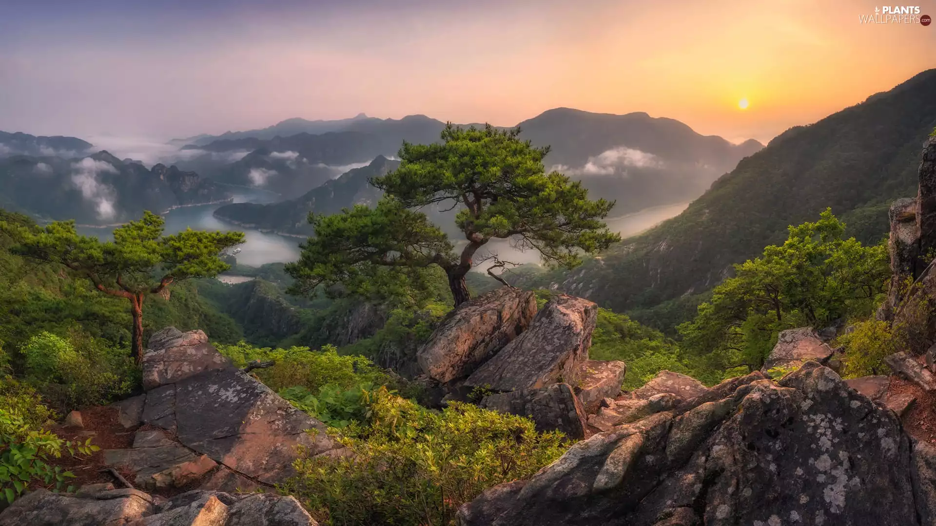 River, Mountains, forest, trees, Sunrise, fog, pine, rocks, viewes