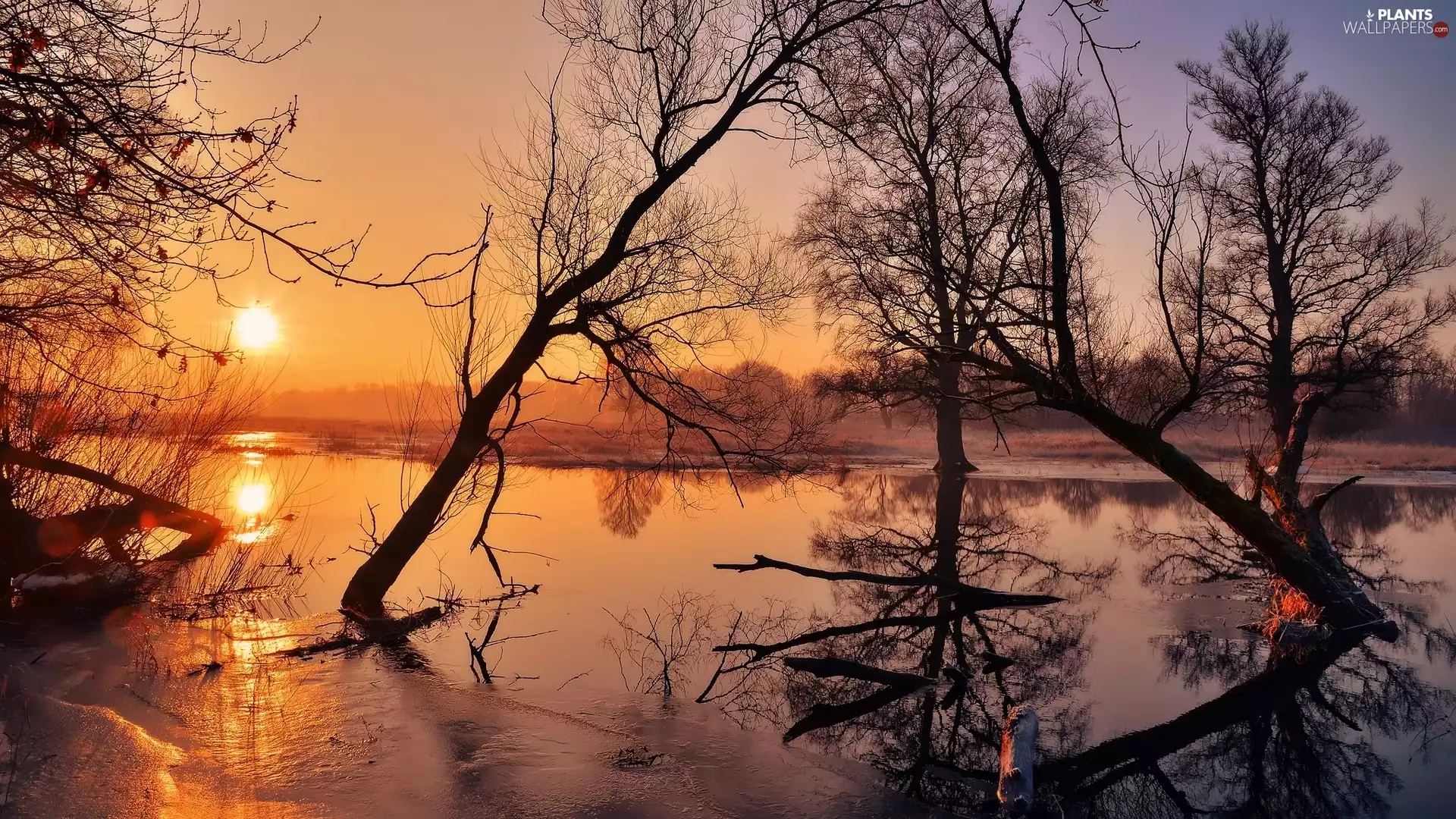 viewes, Sunrise, Odra River, trees, Poland
