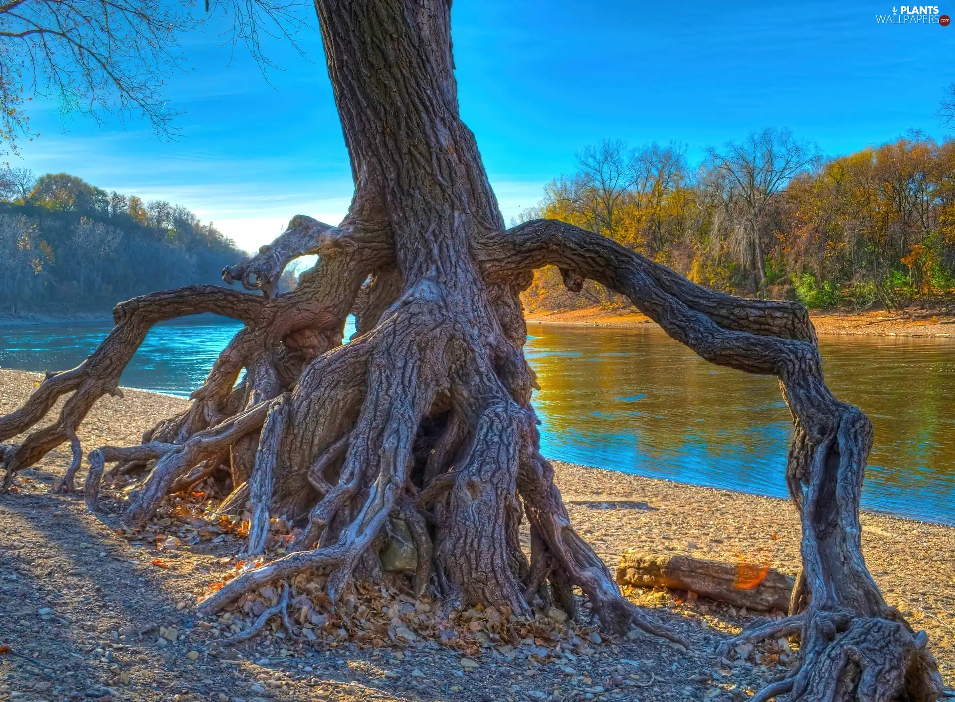 River, trees, roots