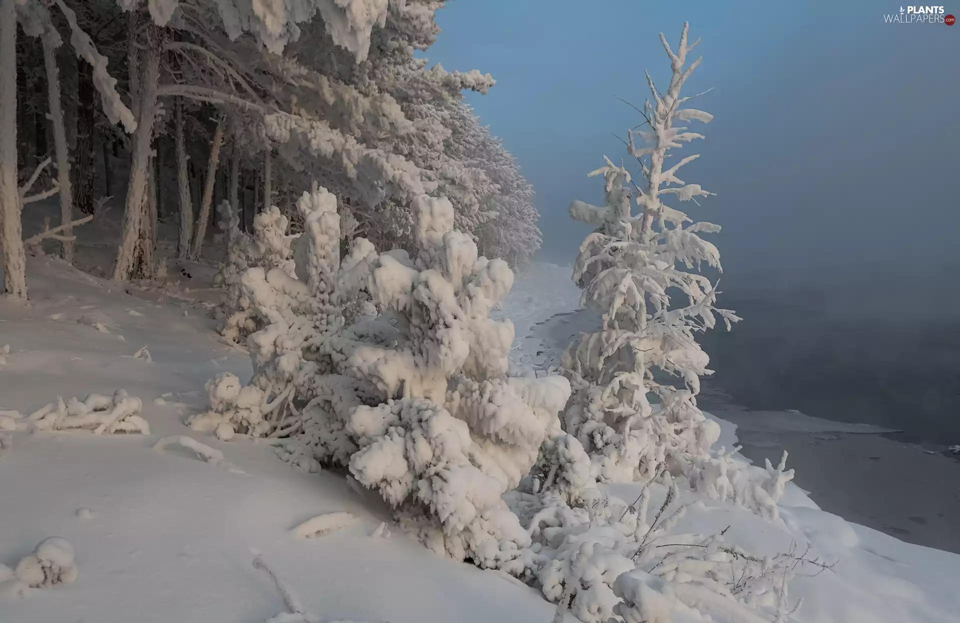 Bush, winter, viewes, River, trees, Snowy