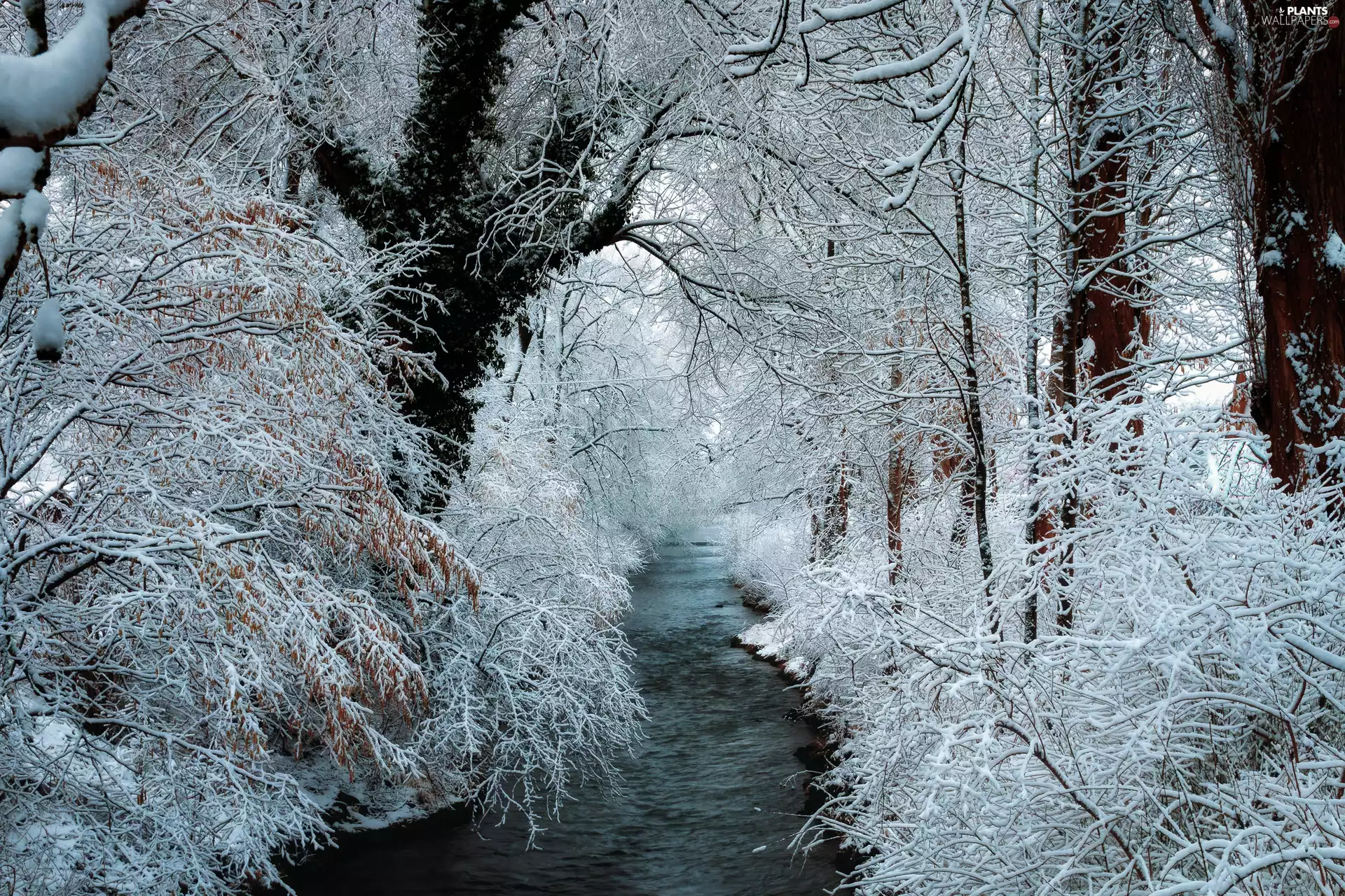 viewes, River, Snowy, trees, winter