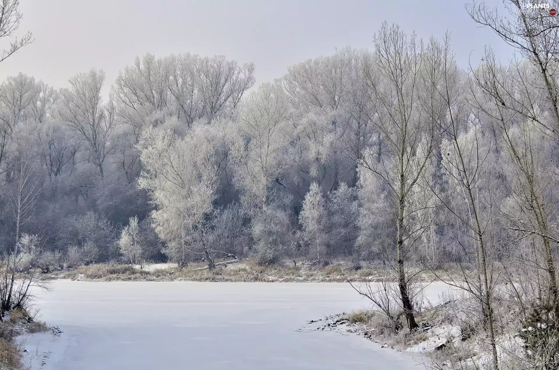 viewes, winter, snowy, River, White frost, trees