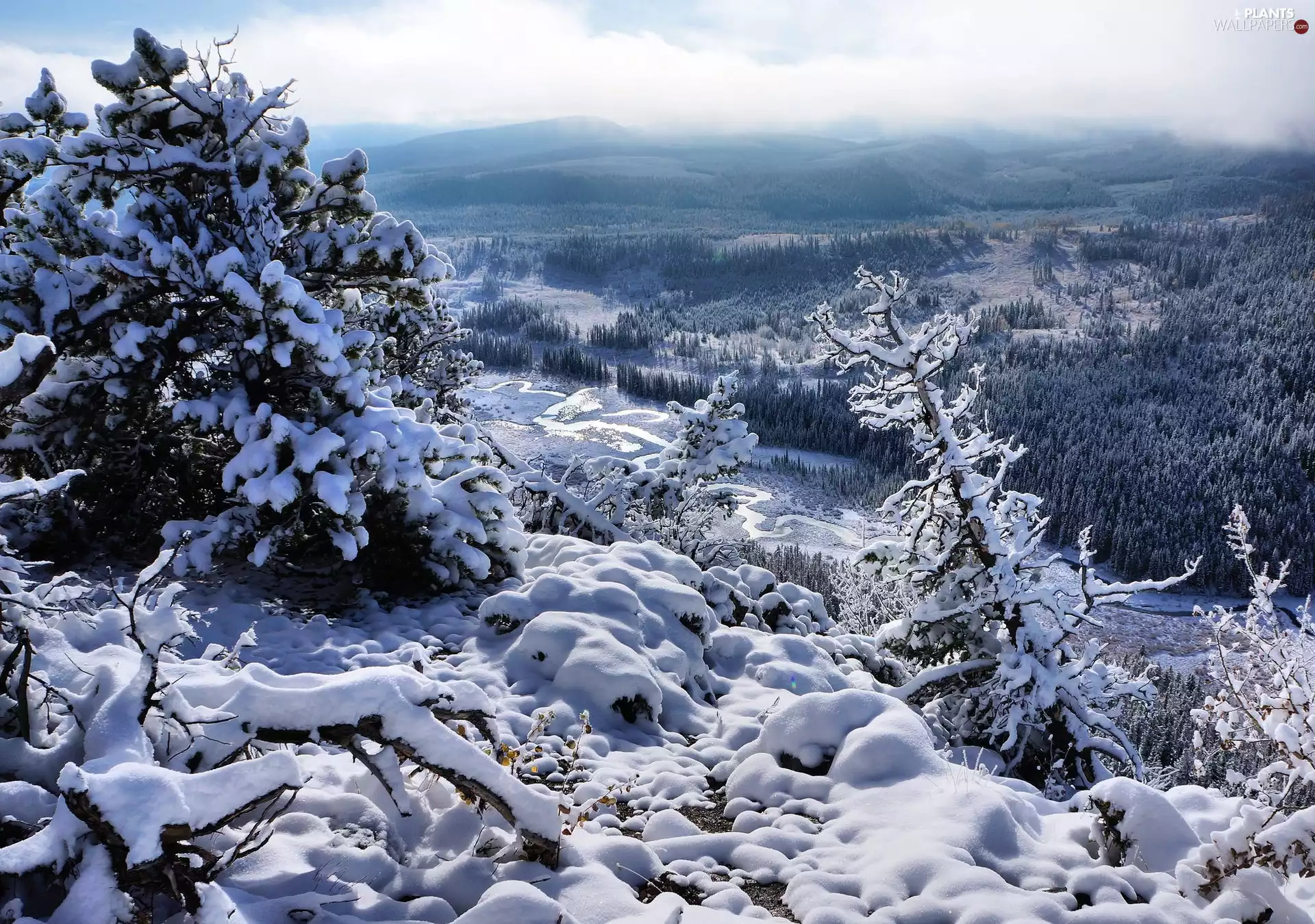 trees, winter, woods, River, viewes, Snowy