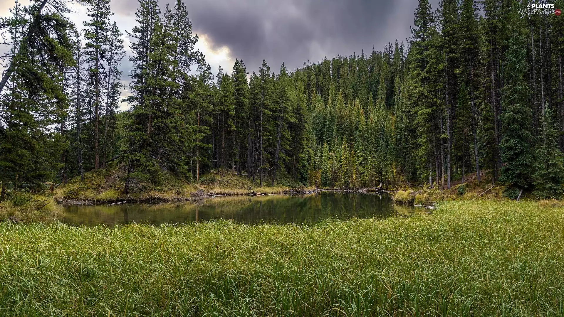 River, grass, Canada, National Park, Alberta, Spruces, forest, Jasper