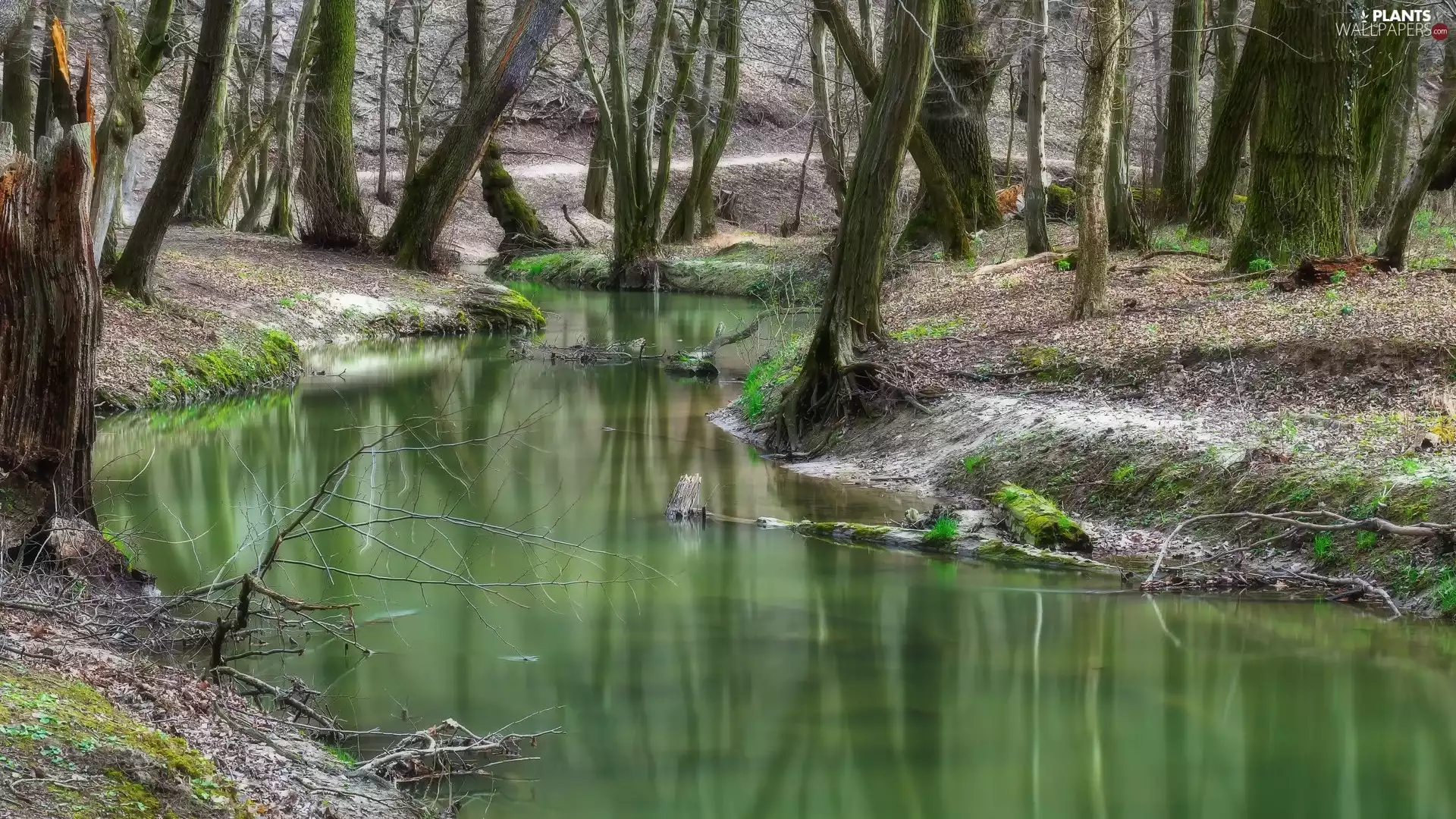 viewes, River, Stems, trees, mossy