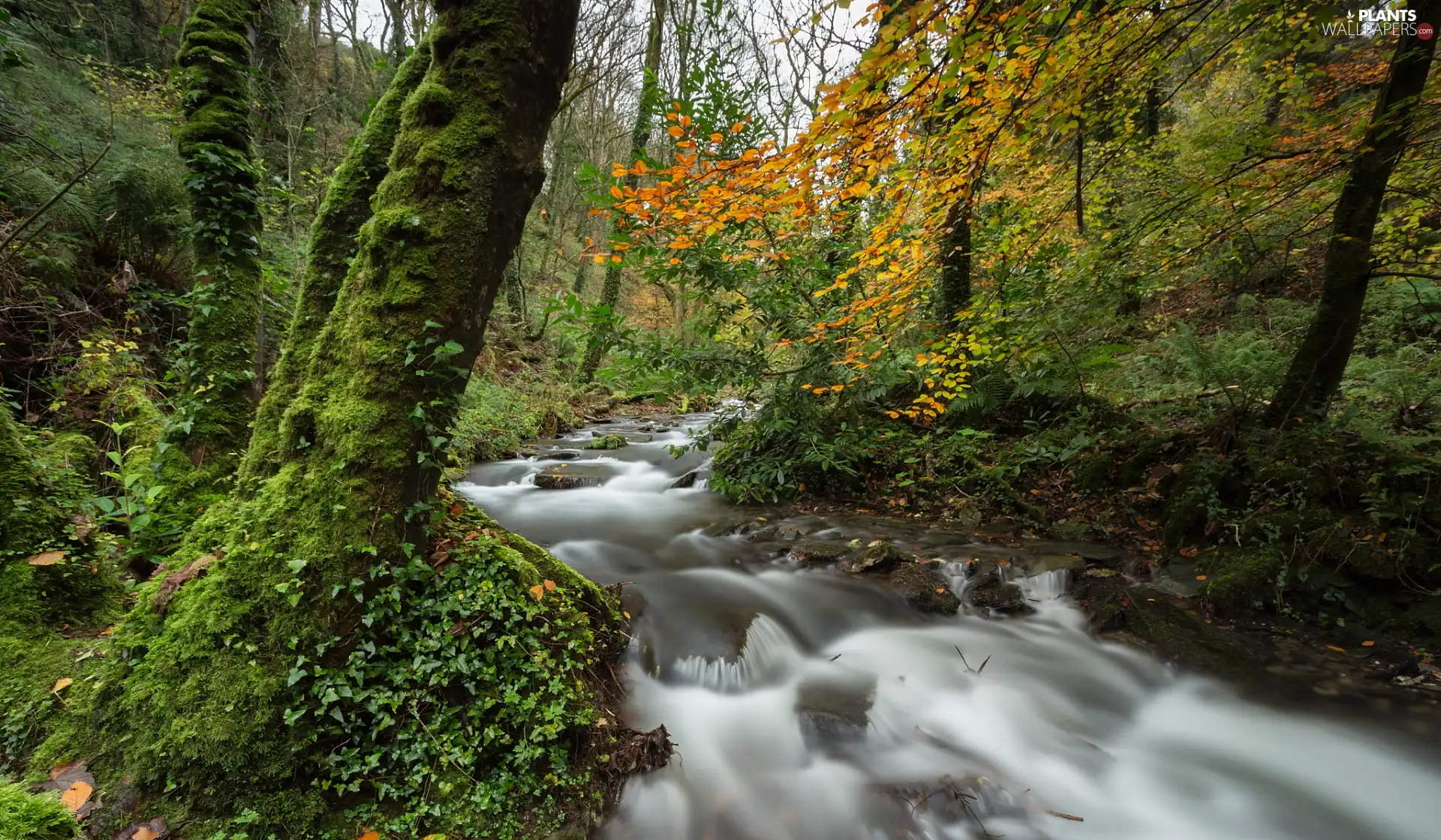 viewes, mossy, Stones, Stems, Plants, trees, forest, River