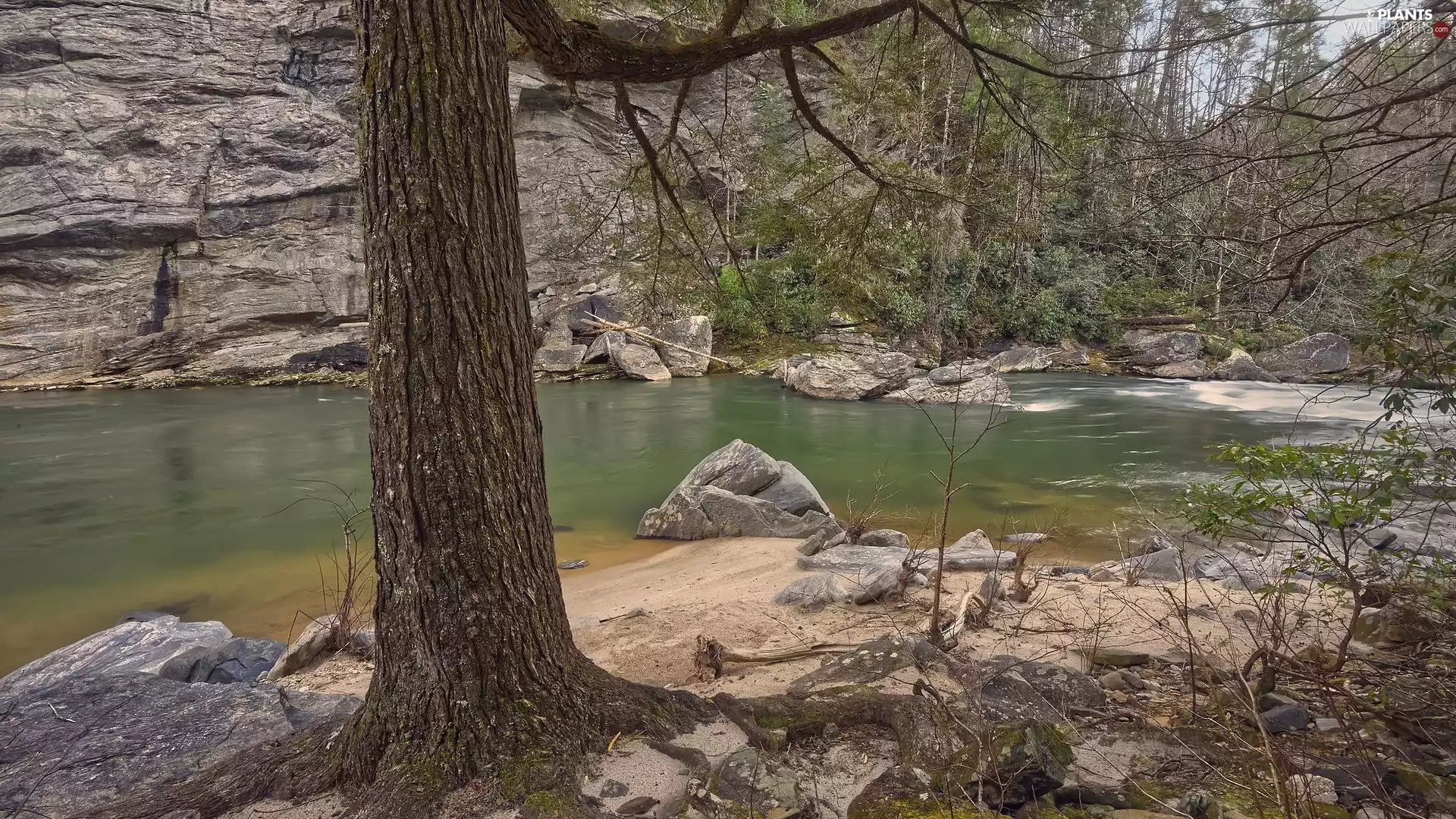 trees, River, Stones, trunk, rocks
