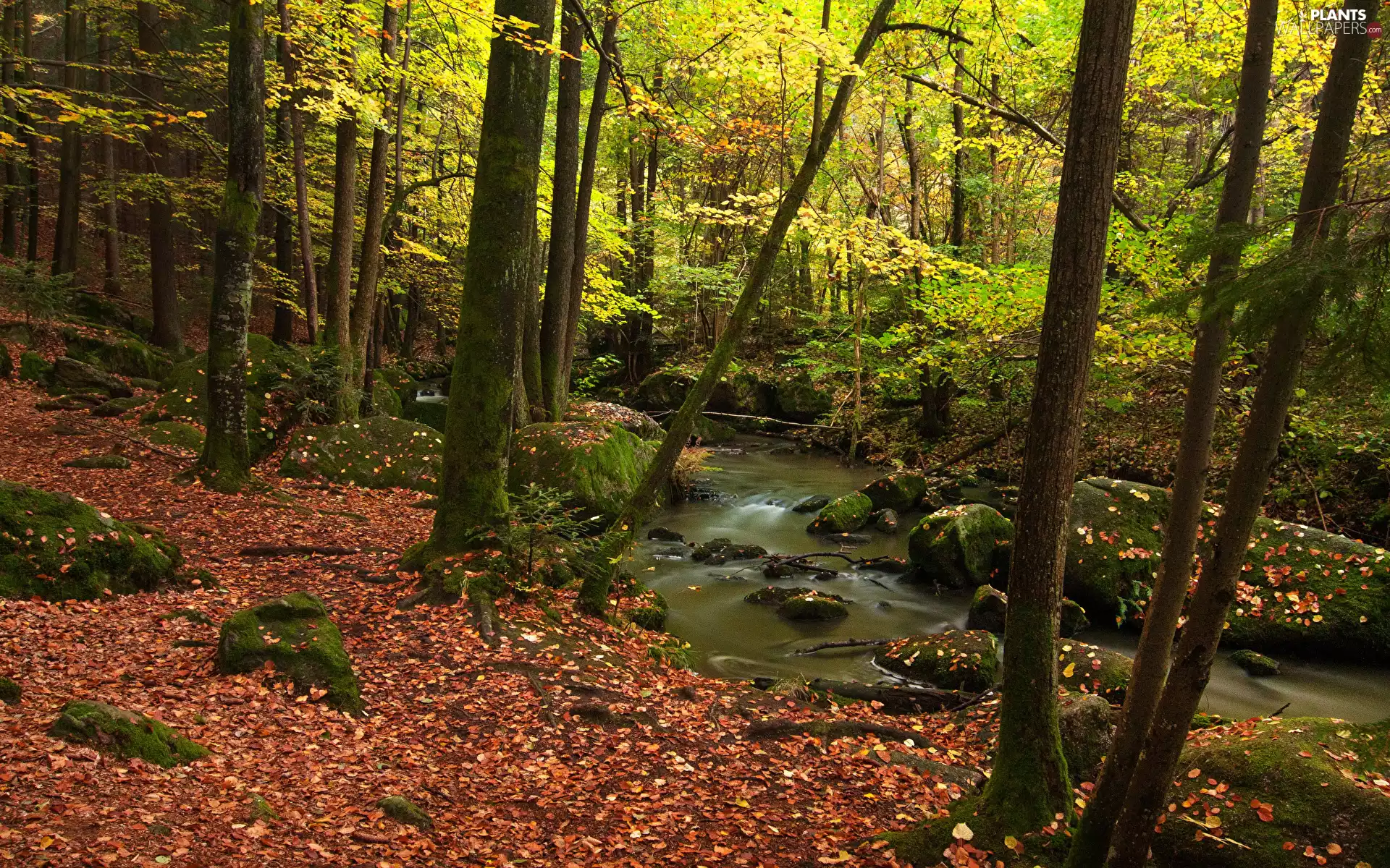 trees, viewes, Stones, Leaf, mossy, forest, autumn, River