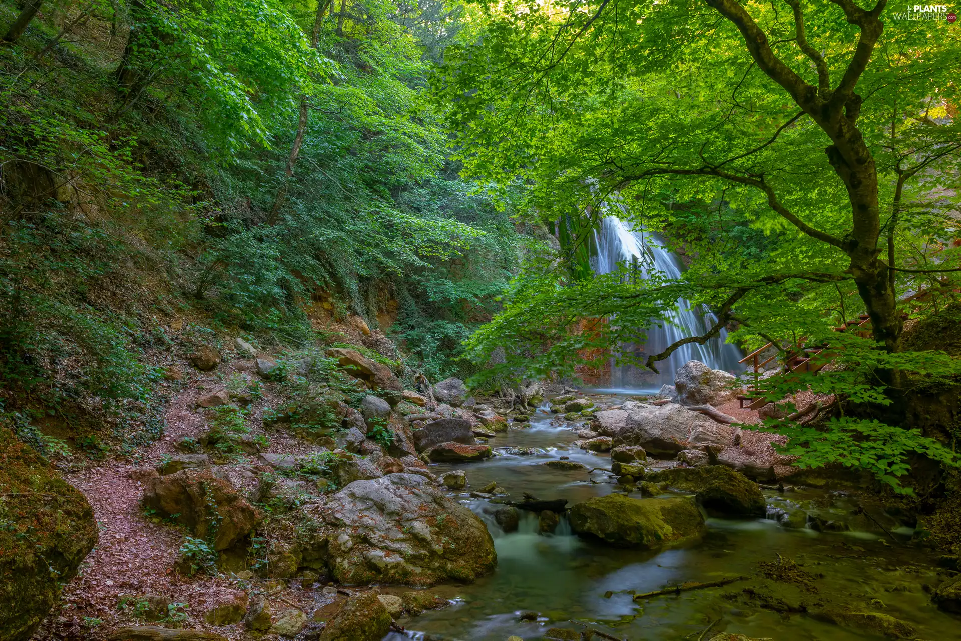 trees, waterfall, Stones, River, forest, viewes, Plants