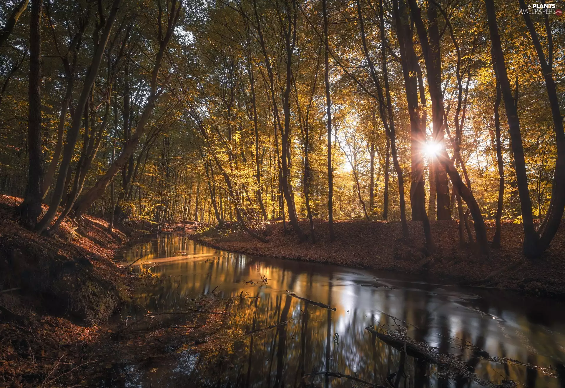 River, autumn, viewes, rays of the Sun, trees, forest