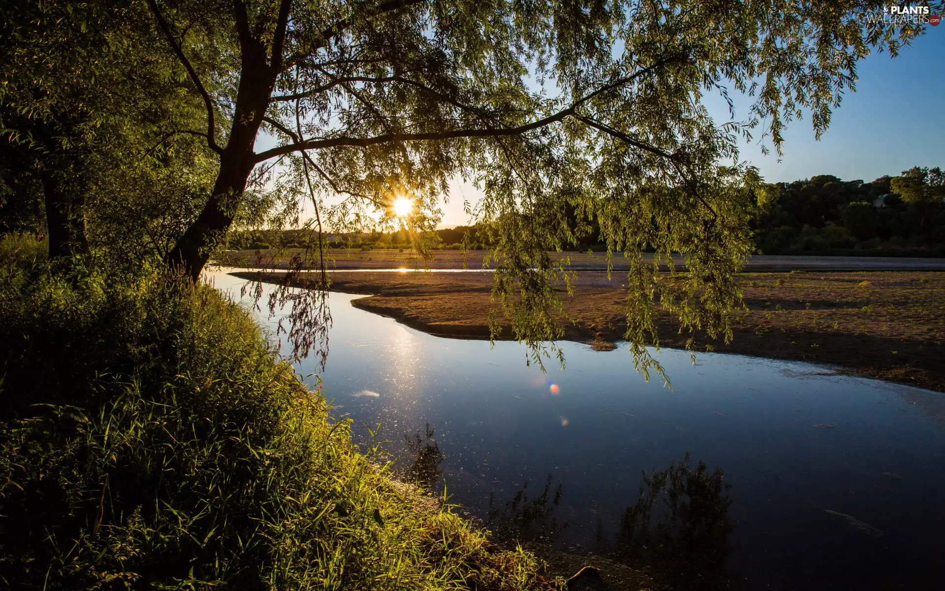 branch pics, grass, River, trees, Sunrise