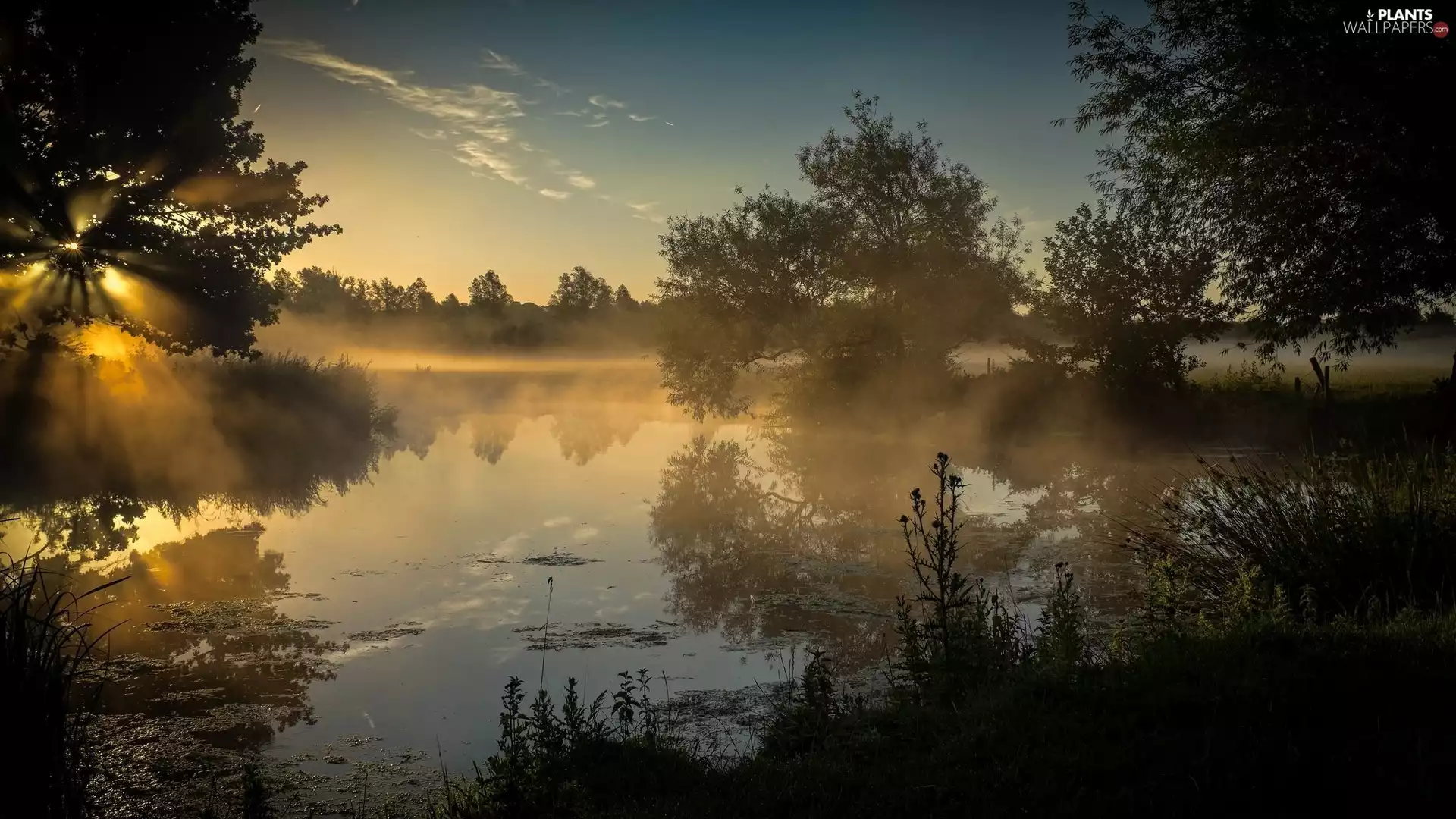 rays of the Sun, Fog, trees, viewes, River