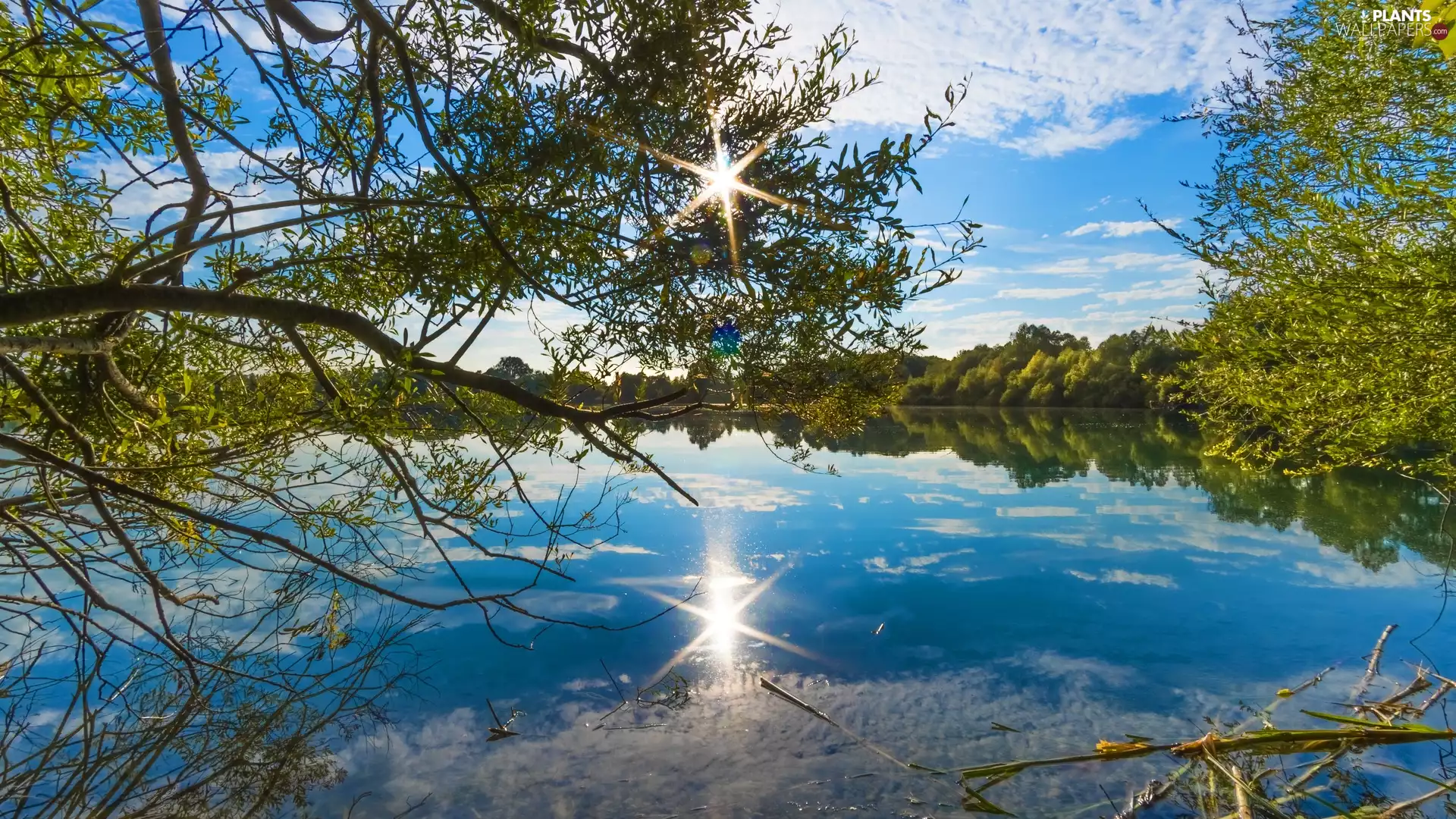 rays of the Sun, reflection, trees, viewes, River