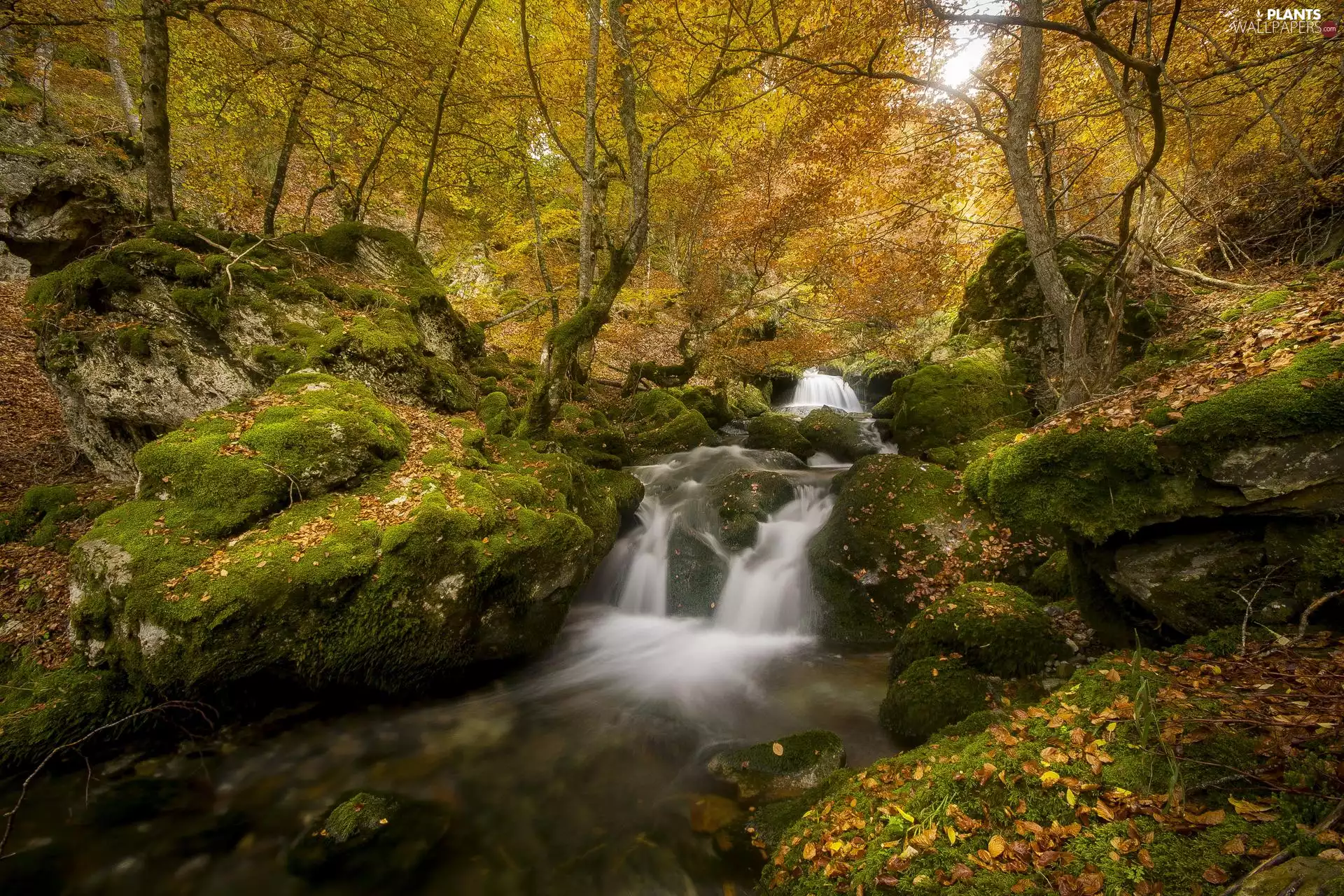 River, forest, mossy, rocks, Leaf, autumn, trees, viewes, Stones