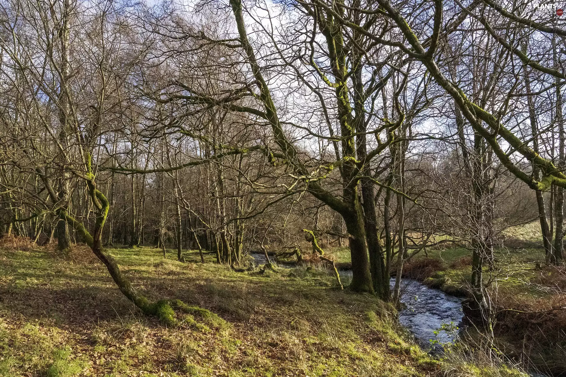 grass, River, trees, viewes, autumn
