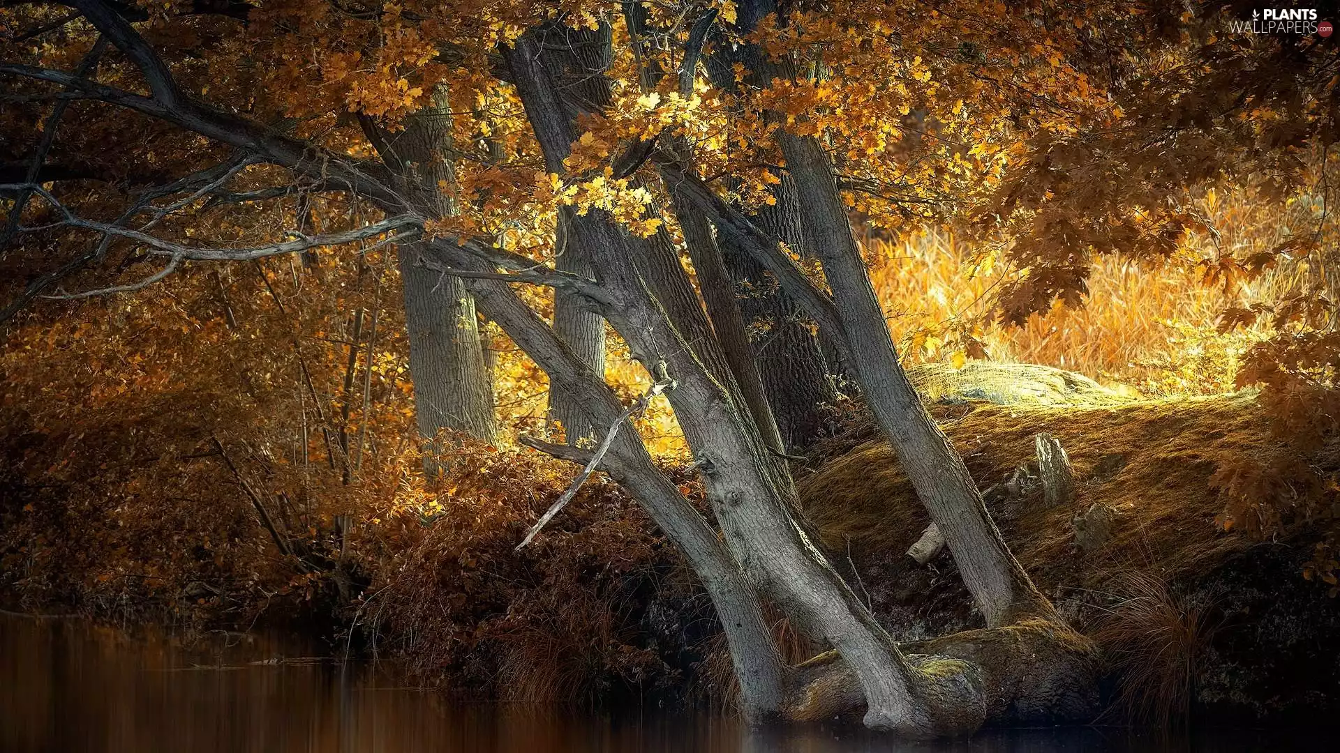 oaks, River, trees, viewes, autumn