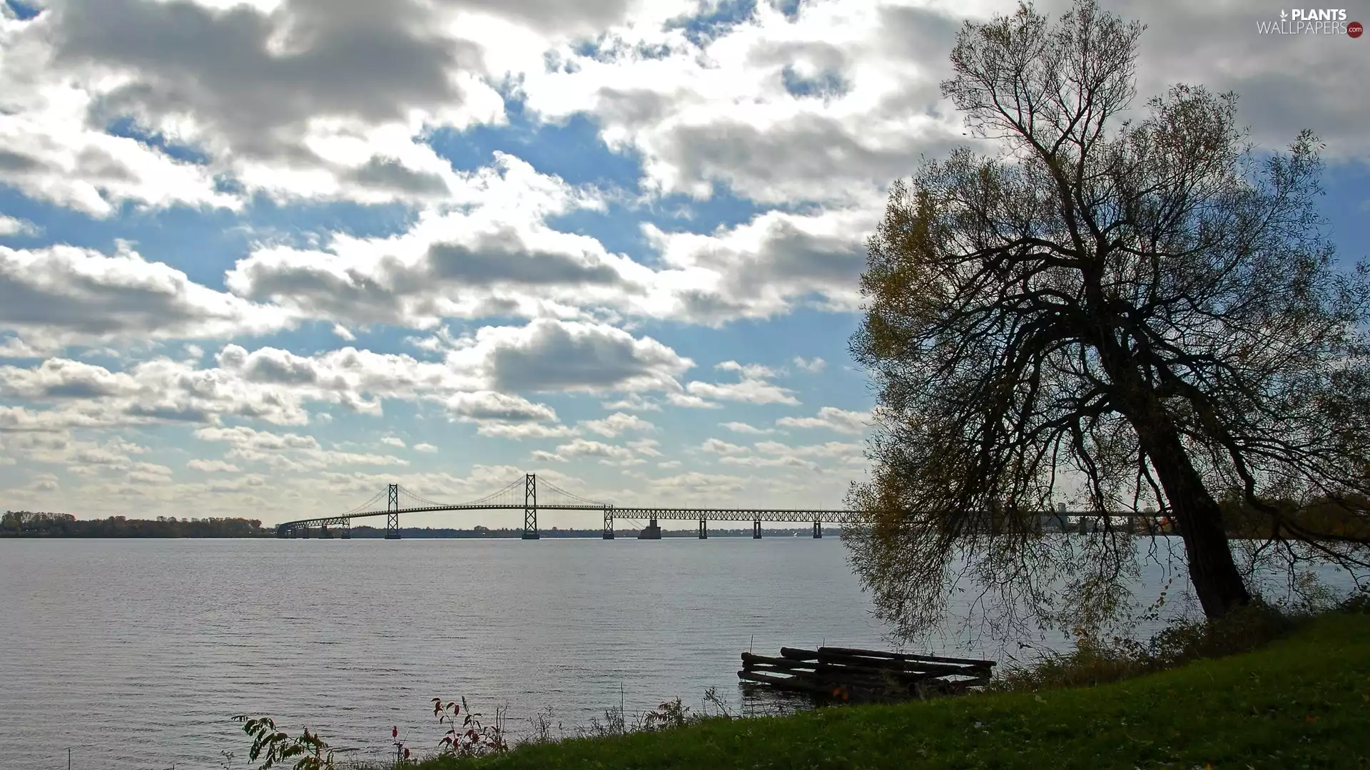 trees, bridge, clouds, River