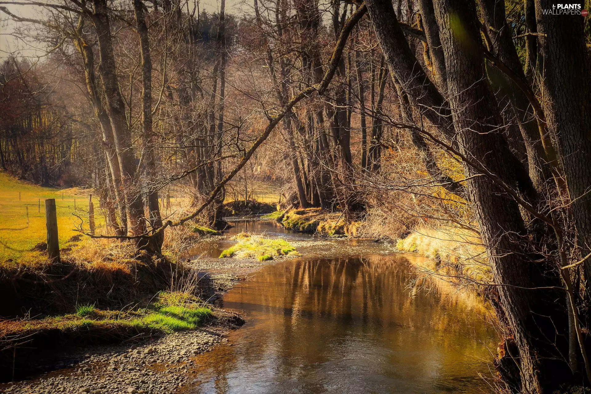 forest, flux, trees, River, autumn, leafless, viewes