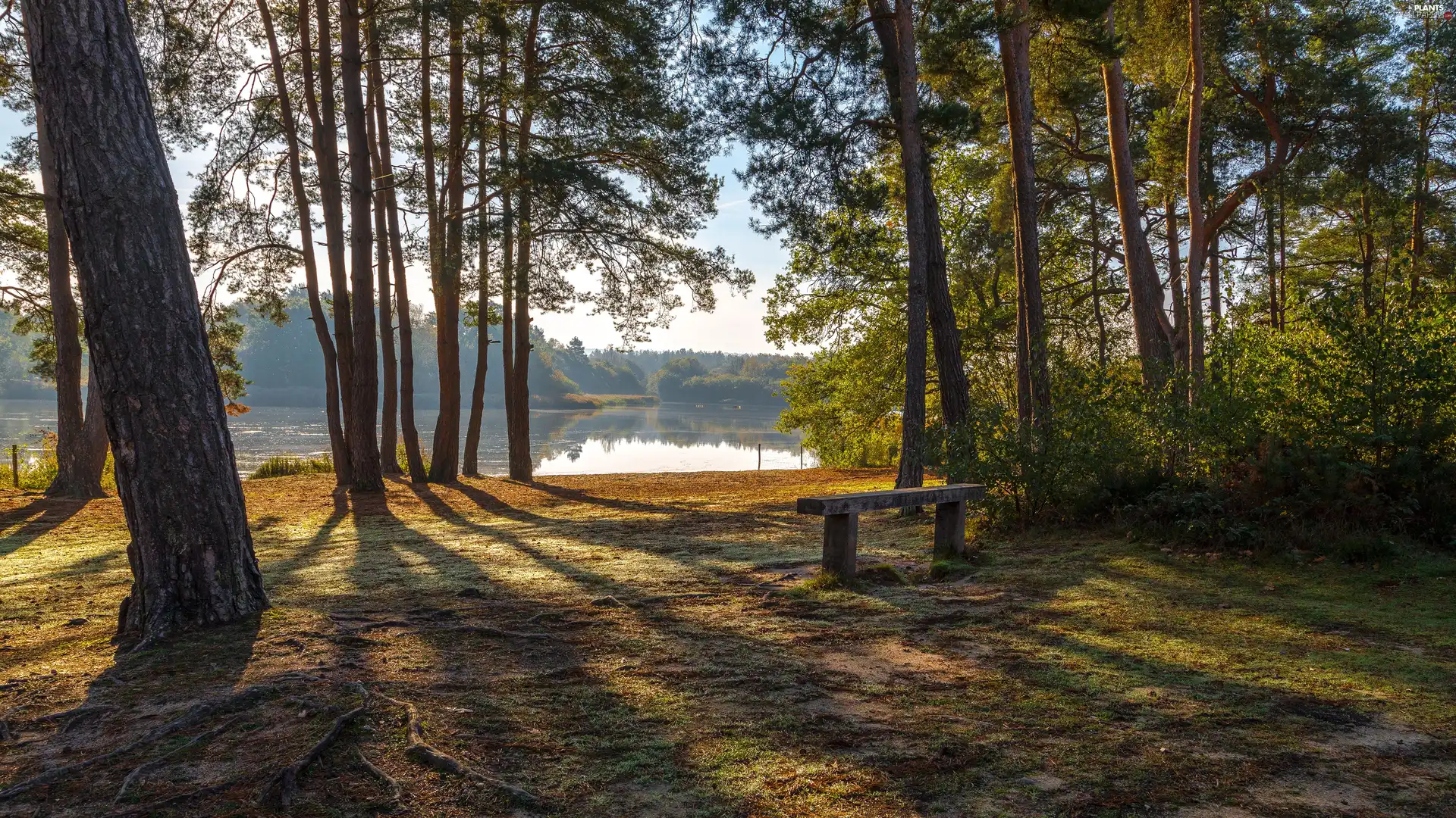 Bench, River, trees, viewes, forest