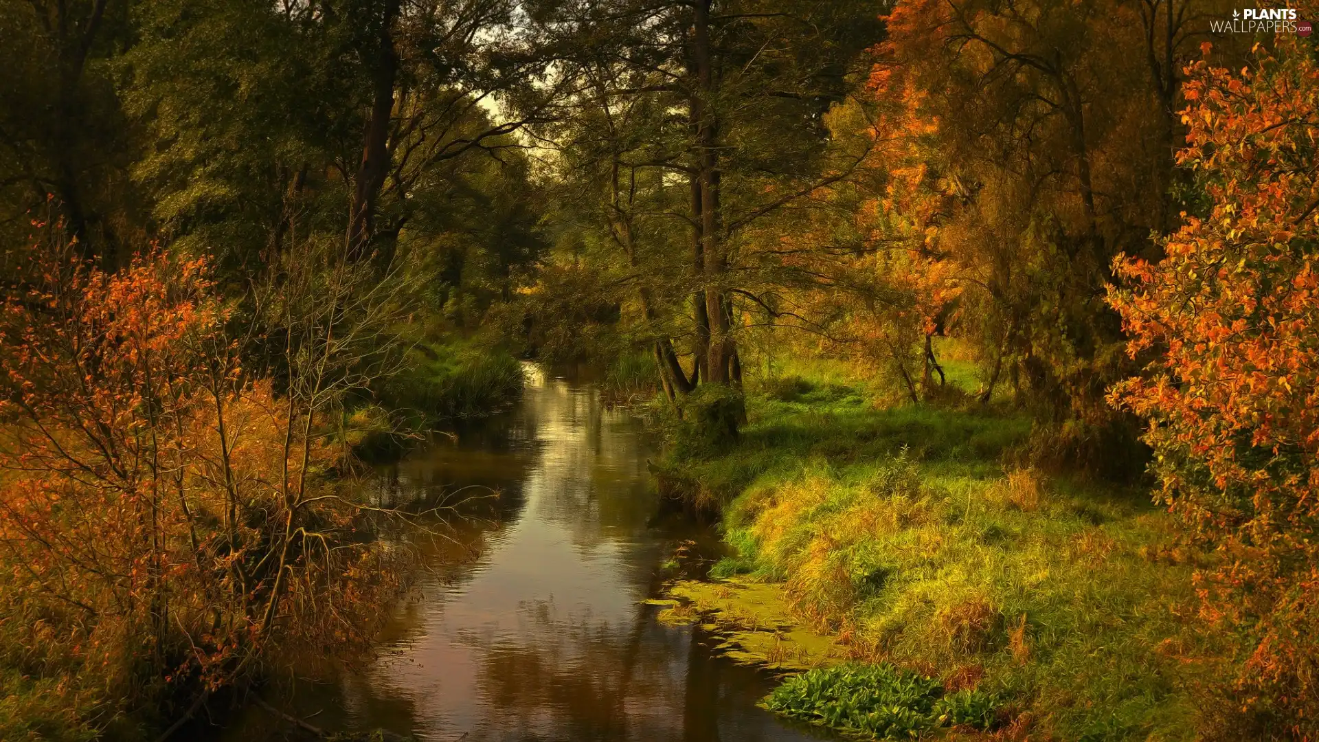 viewes, autumn, forest, River, Bush, trees