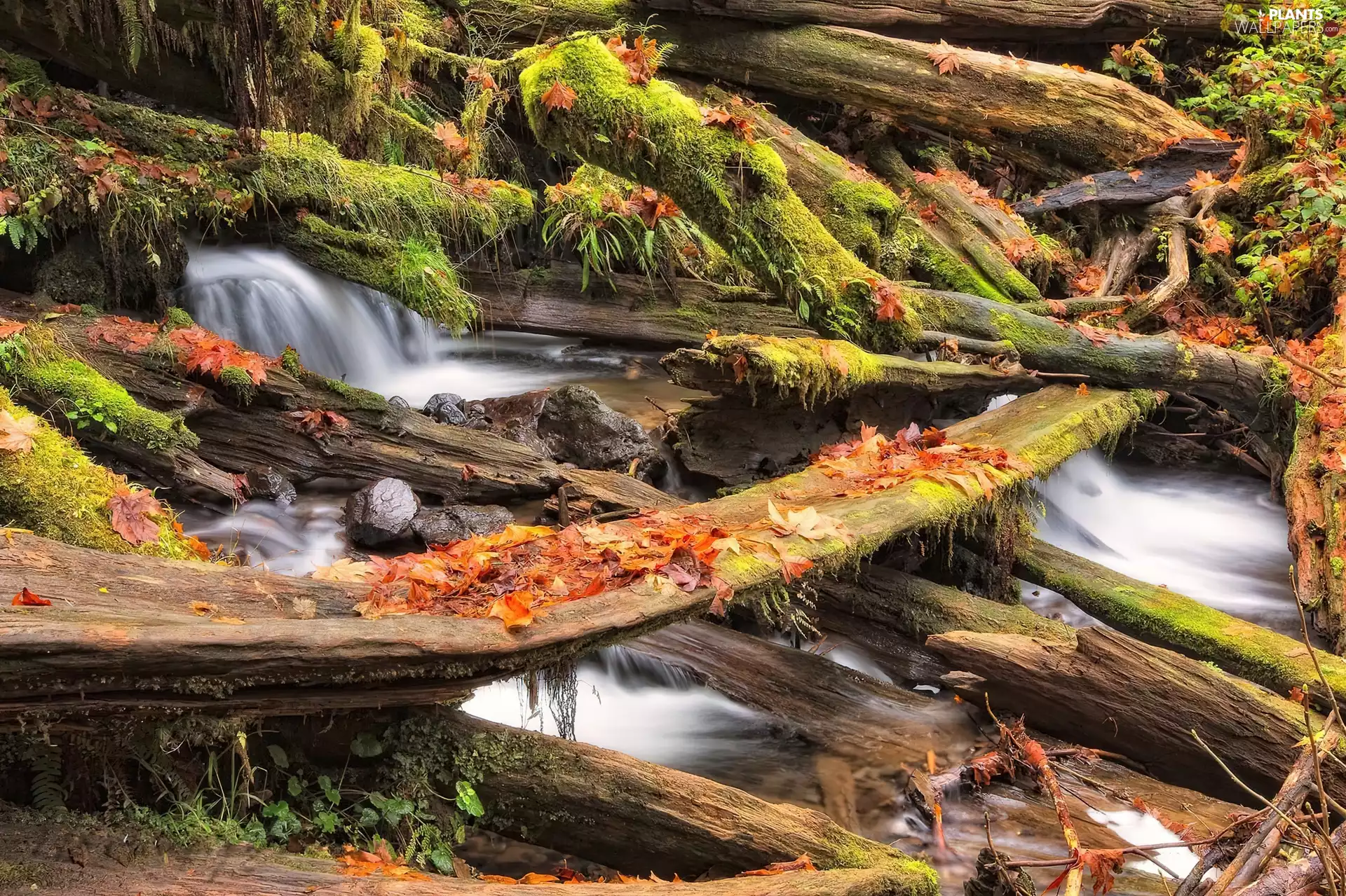 Leaf, River, trees, viewes, forest