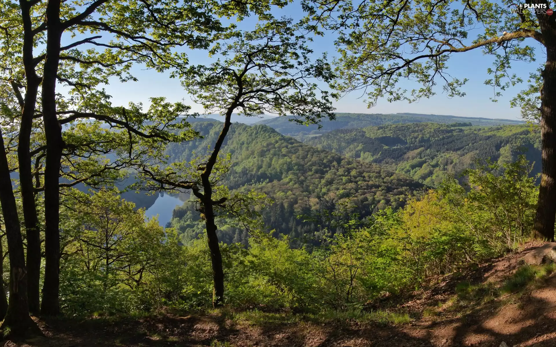 Mountains, River, trees, viewes, forest