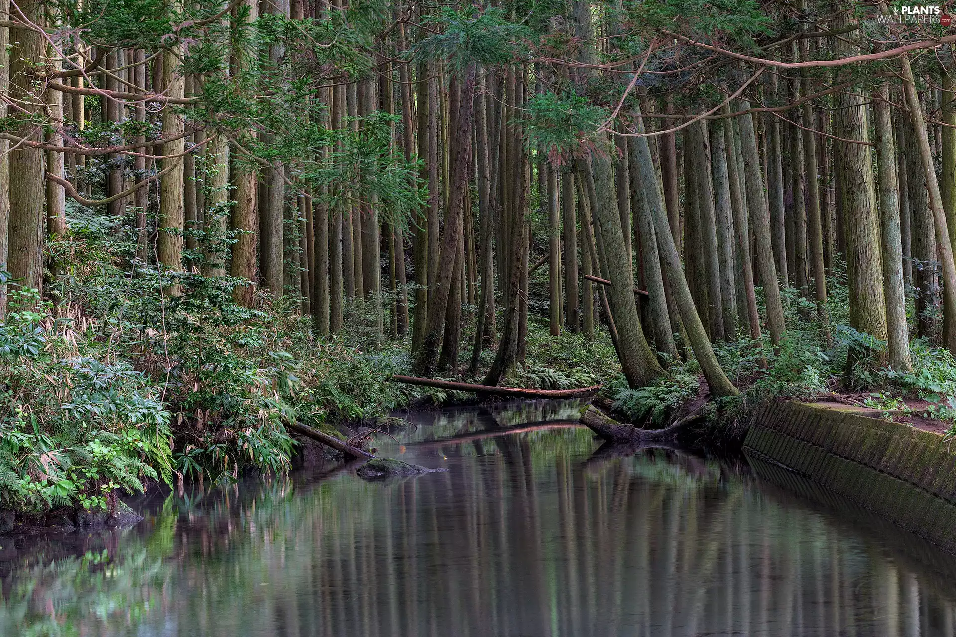 stream, River, trees, viewes, forest
