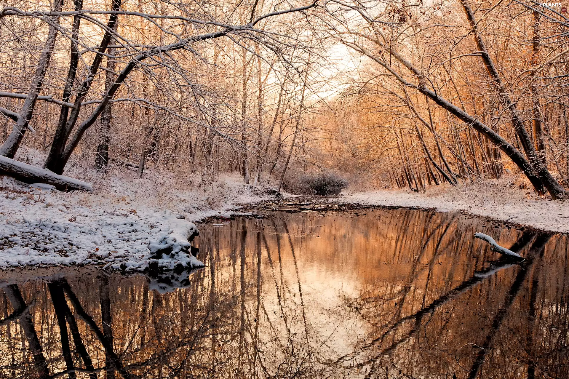 winter, River, trees, viewes, forest