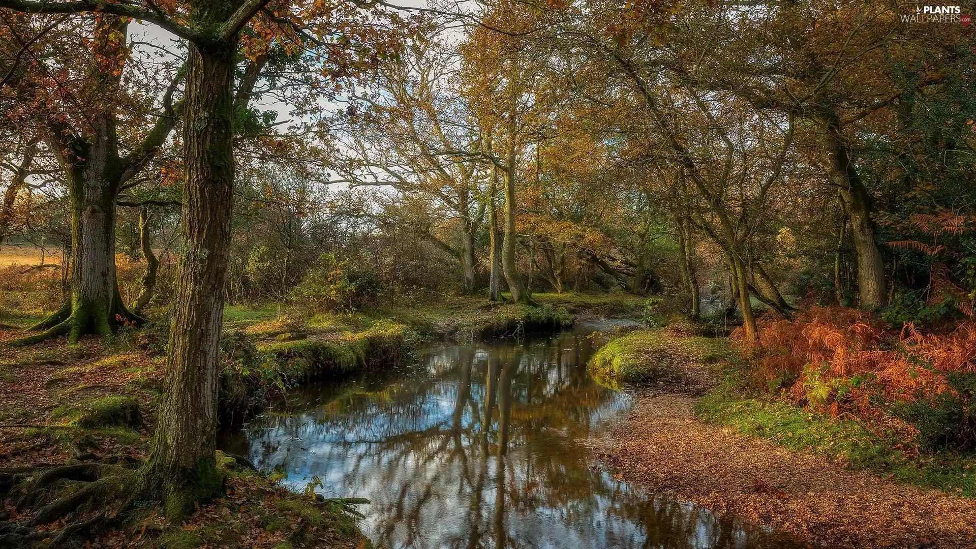 viewes, forest, Leaf, River, autumn, trees