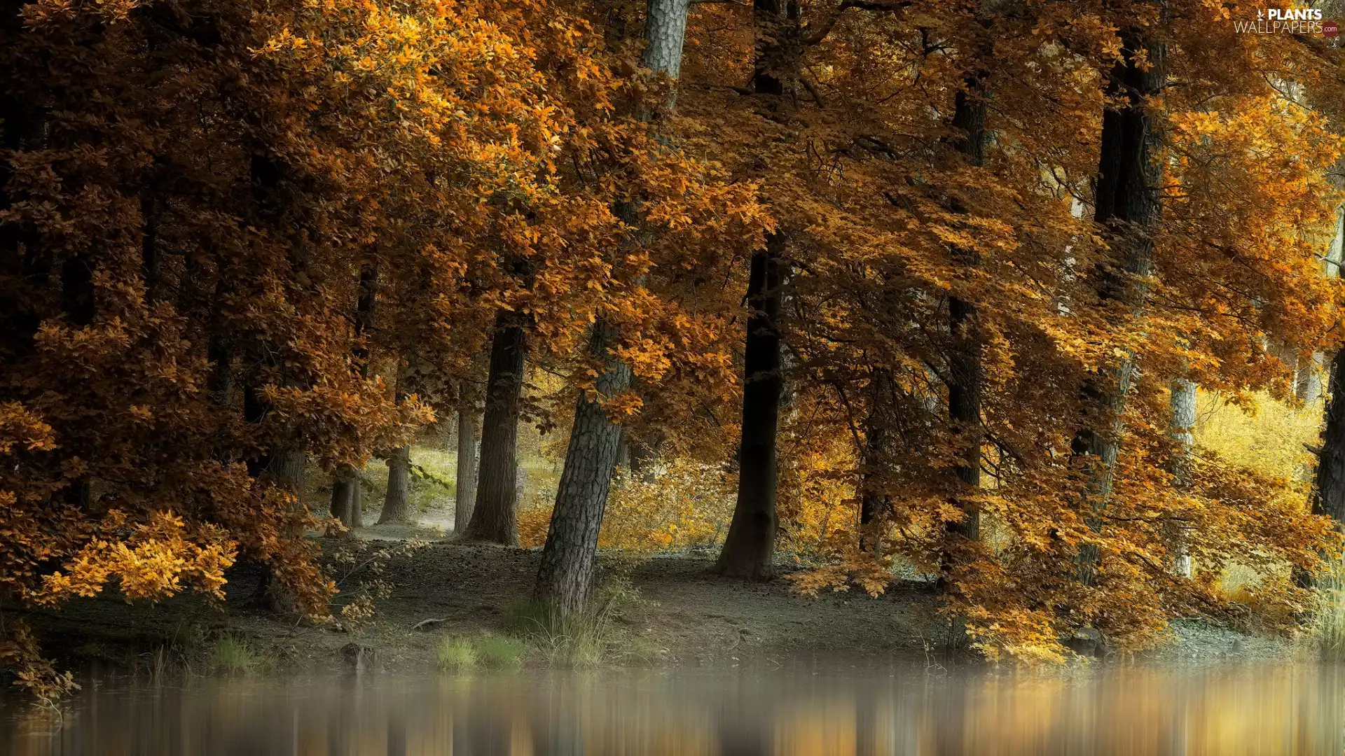 viewes, autumn, Leaf, River, Yellowed, trees