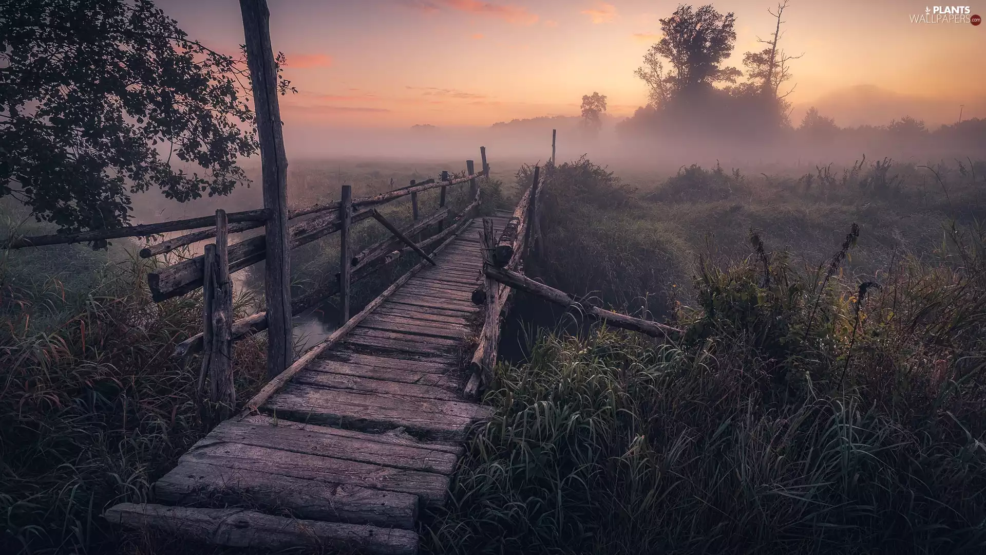 bridges, morning, trees, River, Fog, Meadow, viewes