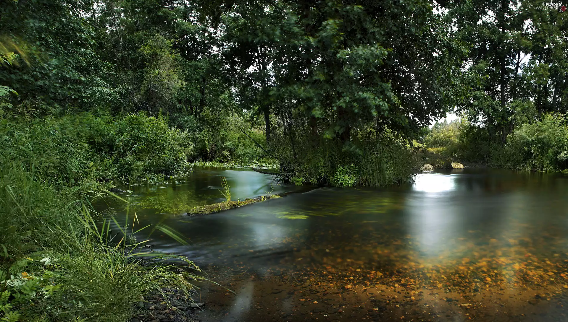 viewes, forest, scrub, River, green, trees
