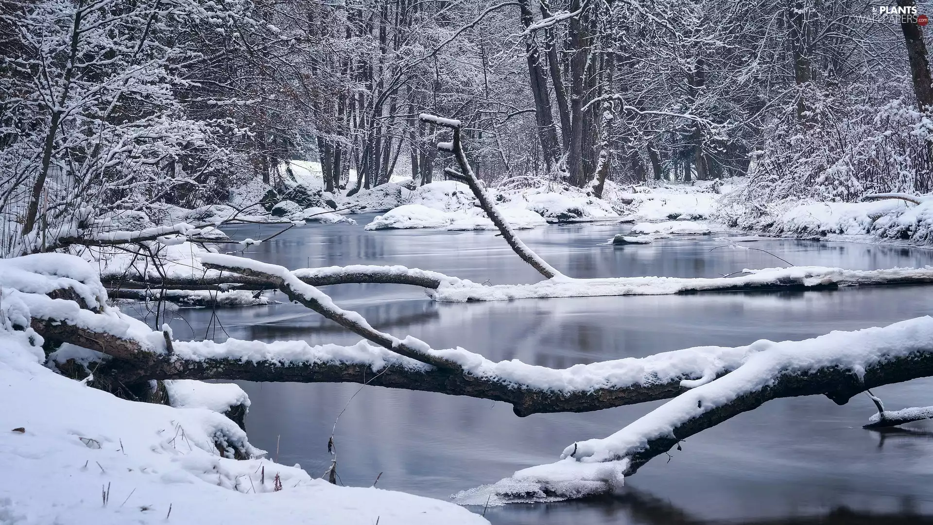 viewes, winter, snow, River, branches, trees