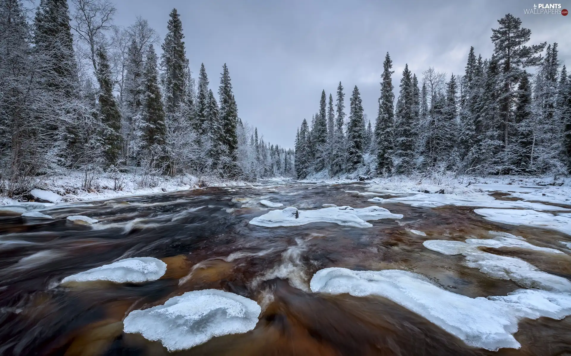 forest, snow, trees, River, winter, Snowy, viewes