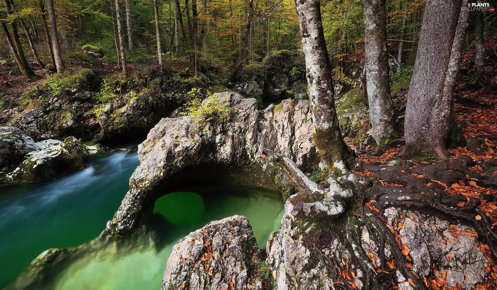 viewes, forest, Stones, River, rocks, trees