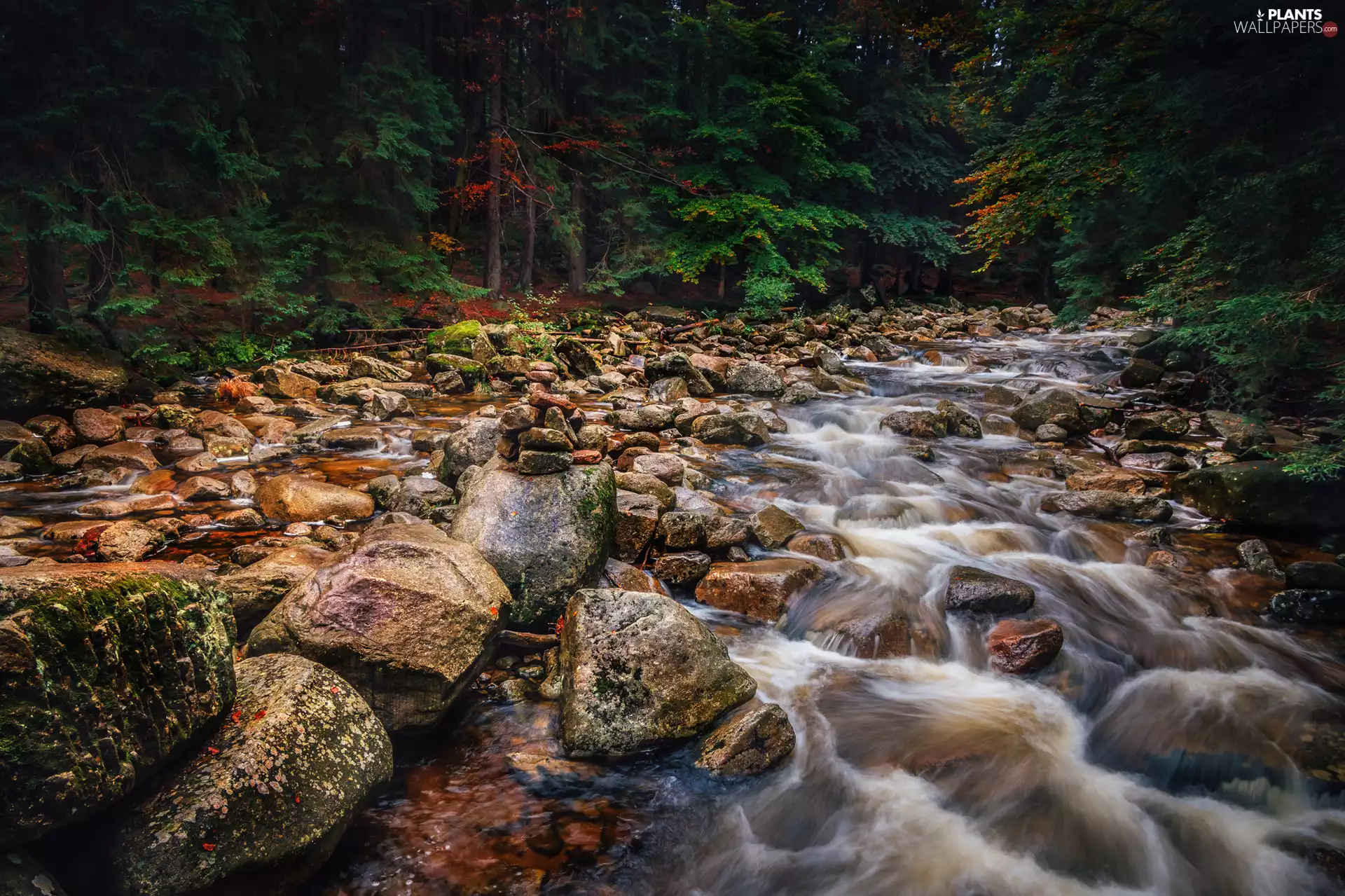 viewes, forest, stream, River, Stones, trees